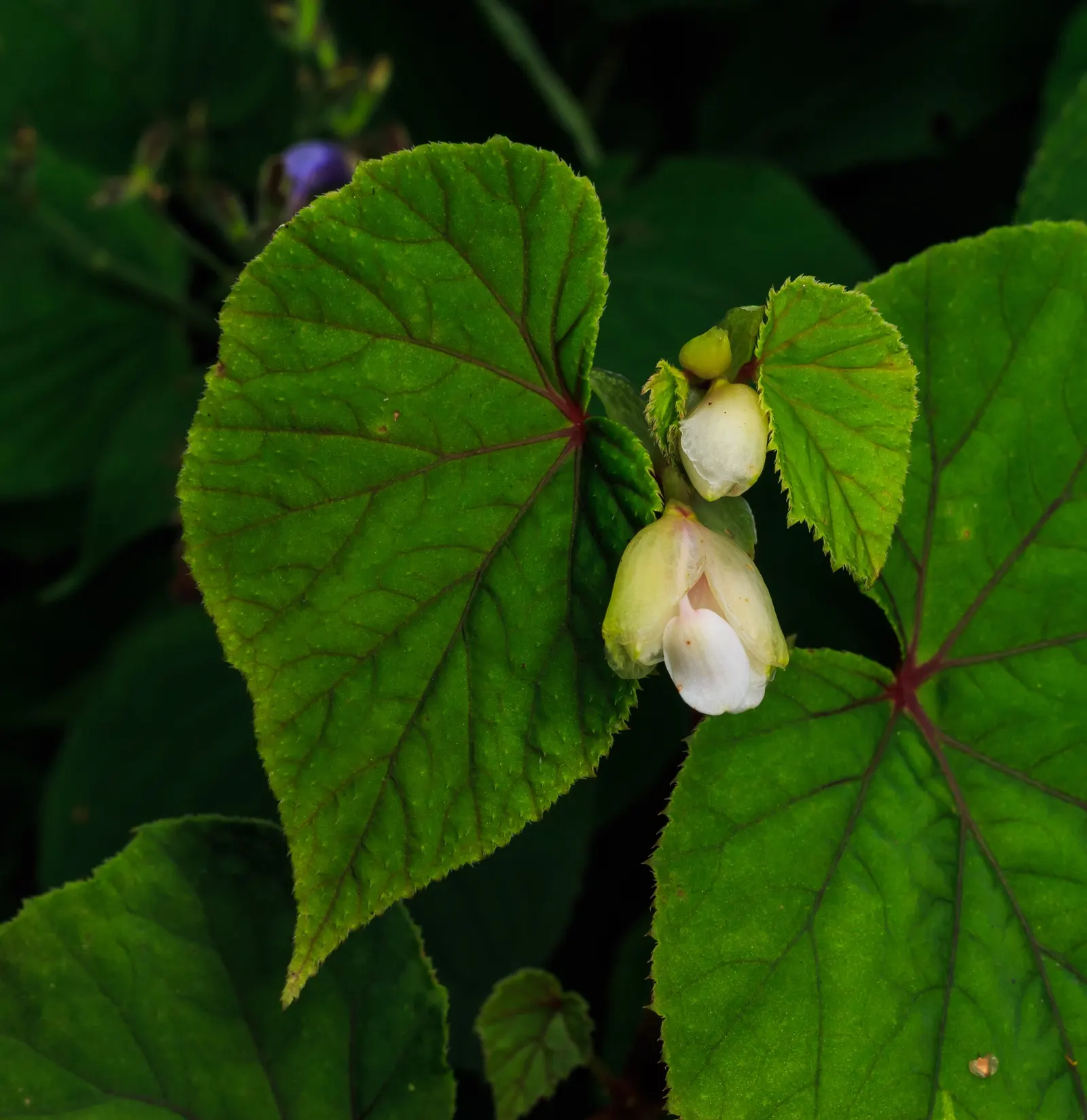 Hardy Begonia (Begonia Grandis) — is relatively deer-resistant; thriving in USDA hardiness zones 6 to 9