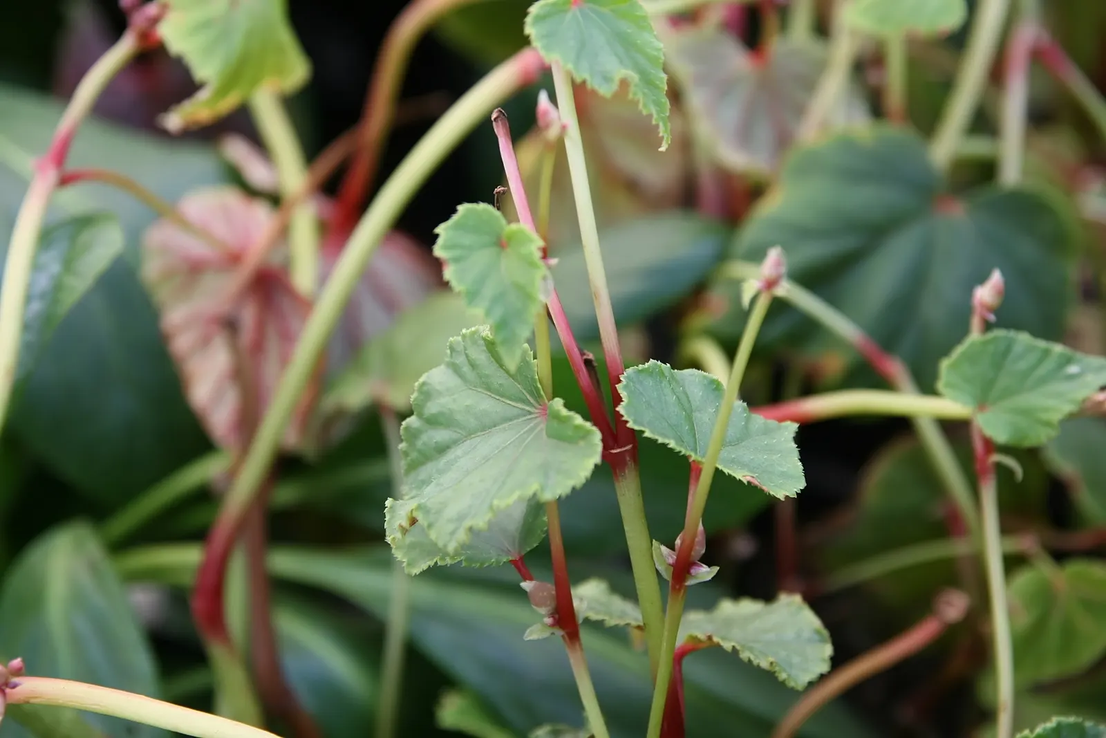 Hardy Begonia (Begonia Grandis) — is a perennial plant prized for its resilience and alluring appearance; the blooms exhibit a soft pink to sometimes red color