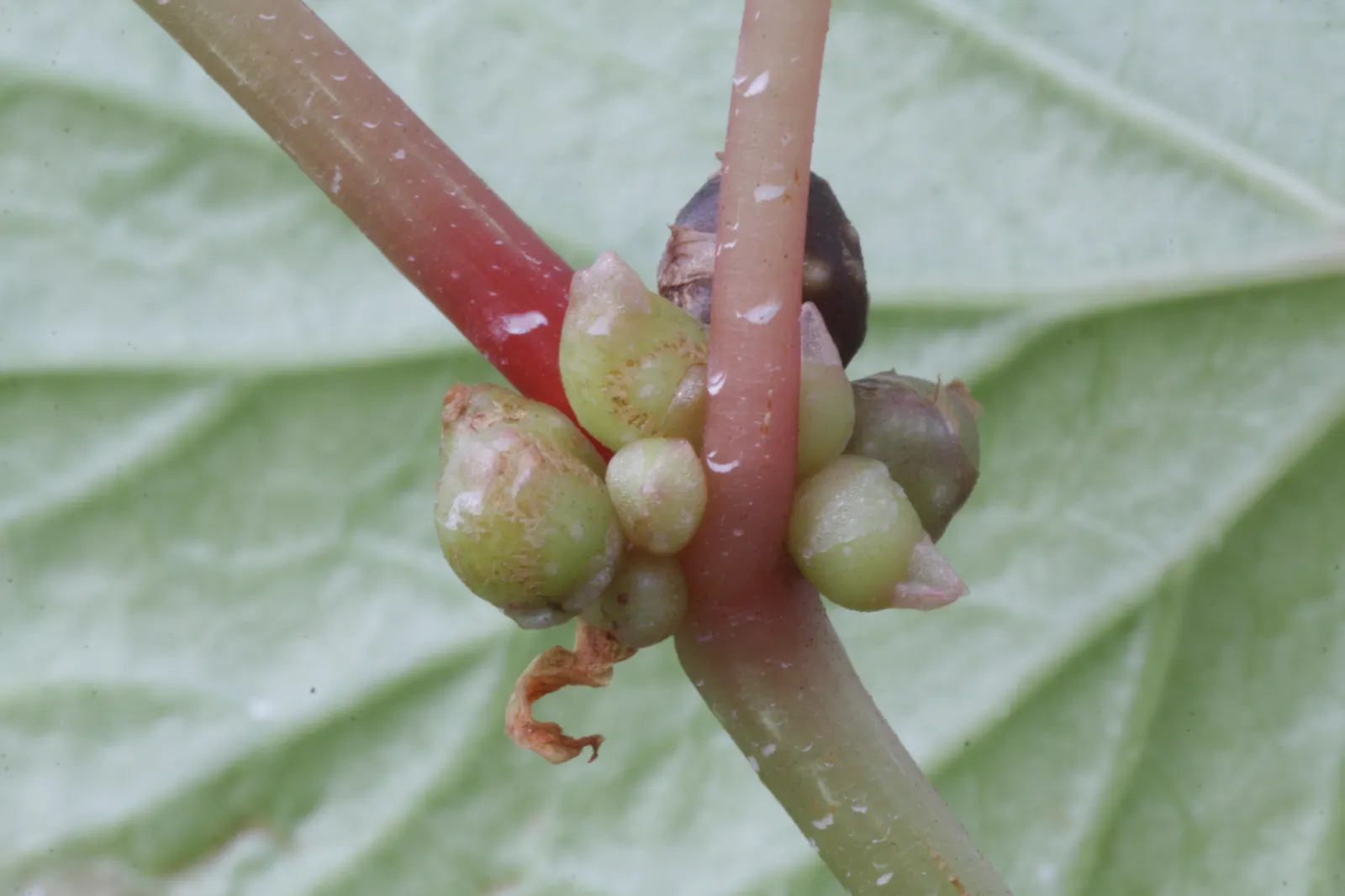 Hardy Begonia (Begonia Grandis) — Thriving in USDA hardiness zones 6 to 9; is relatively deer-resistant