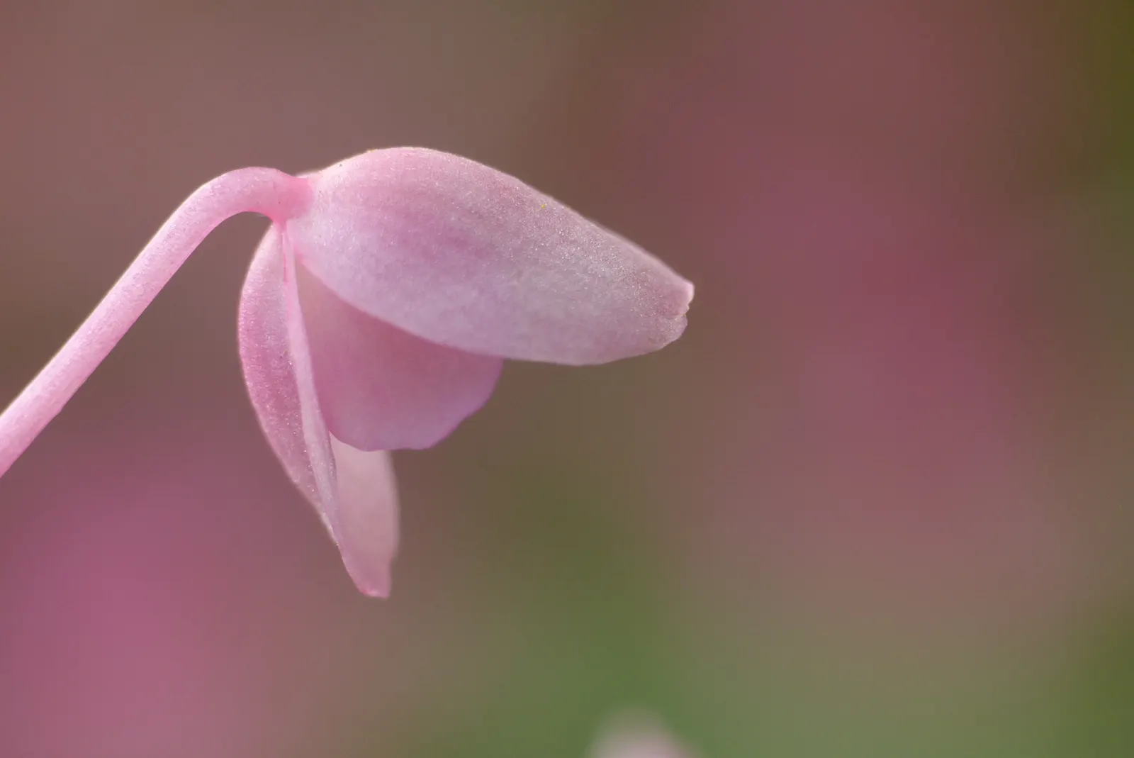 Hardy Begonia (Begonia Grandis) — attracting both visual admiration and pollinators such as bees and butterflies.<br><br>For optimal growth; it, image 56