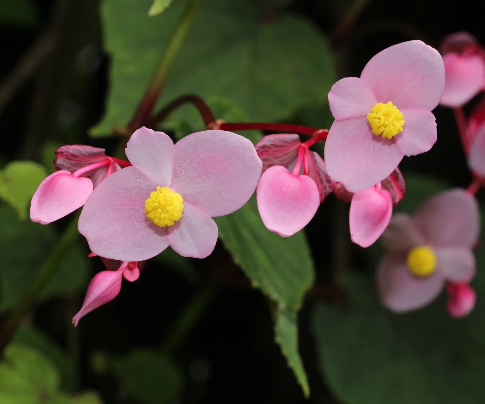 Hardy Begonia (Begonia Grandis) — and can naturalize over time; plant Begonia grandis in a location with moist