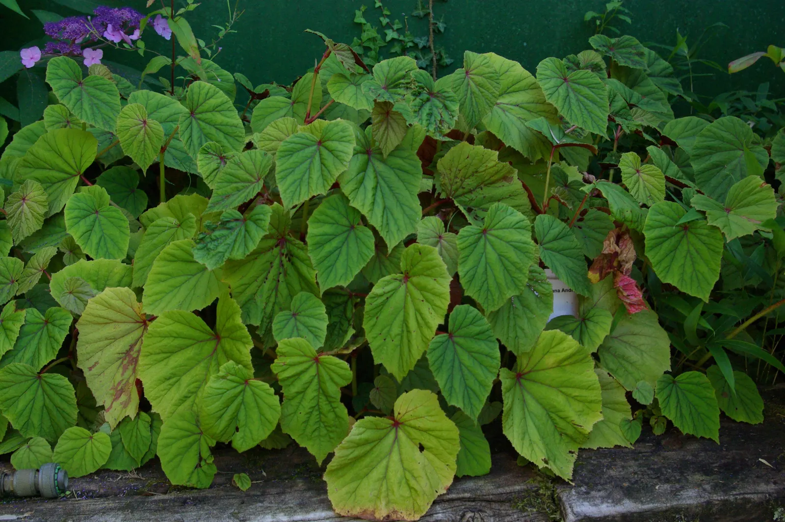 Hardy Begonia (Begonia Grandis) — During the late summer to early fall, the plant boasts clusters of delicate, pendulous flowers; the Hardy Begonia, image 53