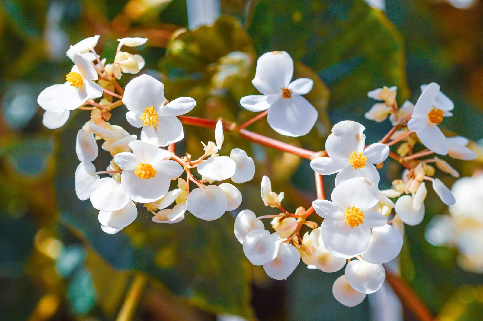 Hardy Begonia (Begonia Grandis) — scientifically named Begonia grandis; it adds a soft texture and a splash of color to shaded garden spaces, image 48