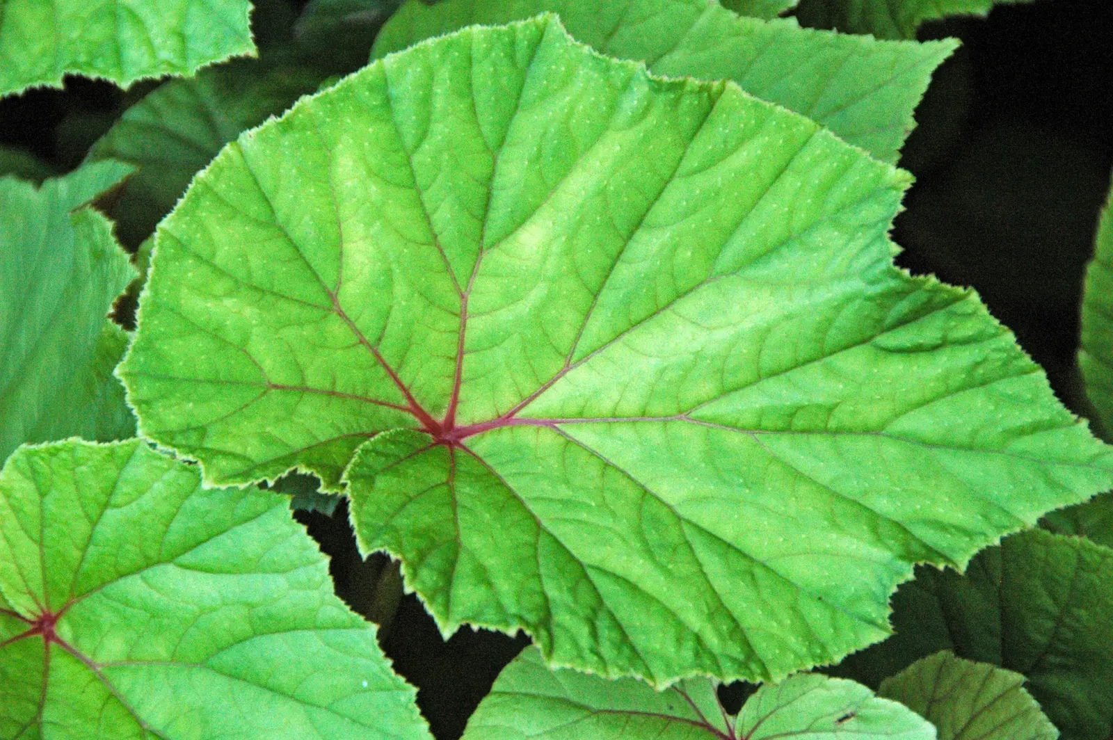 Hardy Begonia (Begonia Grandis) — During the late summer to early fall, the plant boasts clusters of delicate, pendulous flowers; the Hardy Begonia requires