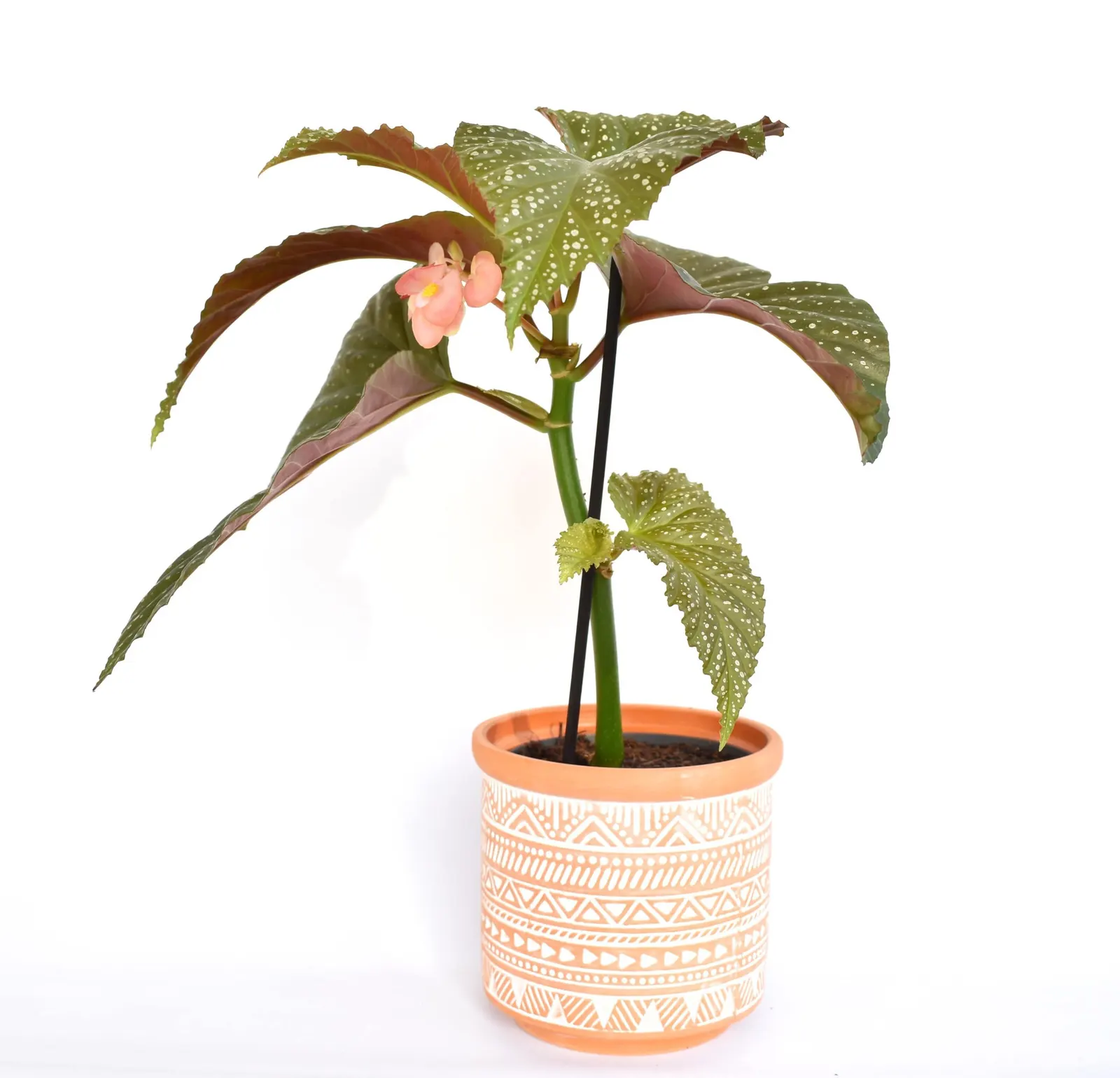 Hardy Begonia (Begonia Grandis) — it tolerates a wider range of climatic conditions than most other begonias; with a mature height of 1.5 - 2 feet, image 51