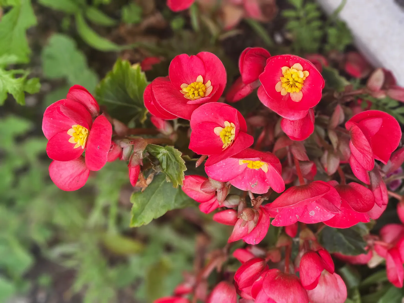 Hardy Begonia (Begonia Grandis) — Thriving in USDA hardiness zones 6 to 9