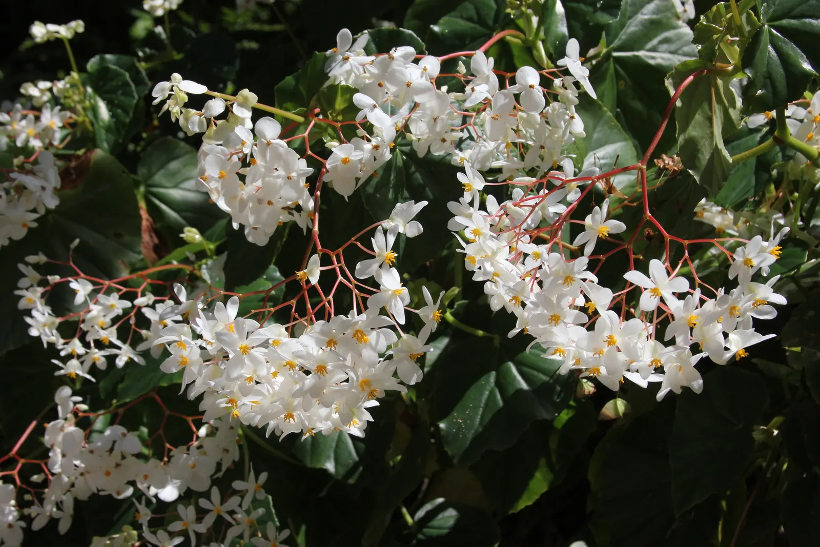 Hardy Begonia (Begonia Grandis) — The Hardy Begonia, Begonia grandis, is a perennial plant that thrives in the shade; scientifically named Begonia, image 45