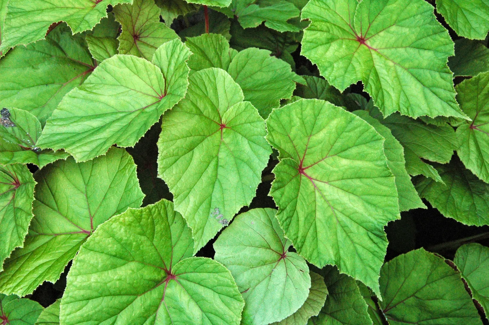 Hardy Begonia (Begonia Grandis) — pink and white flowers in the garden; is a perennial plant prized for its resilience and alluring appearance