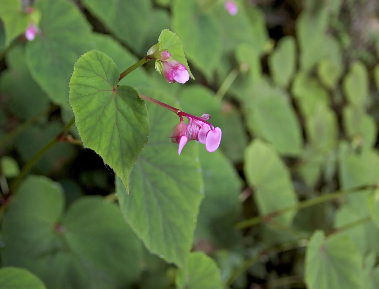 Hardy Begonia (Begonia Grandis) — the Hardy Begonia requires minimal maintenance; perennial with pink and white blooms