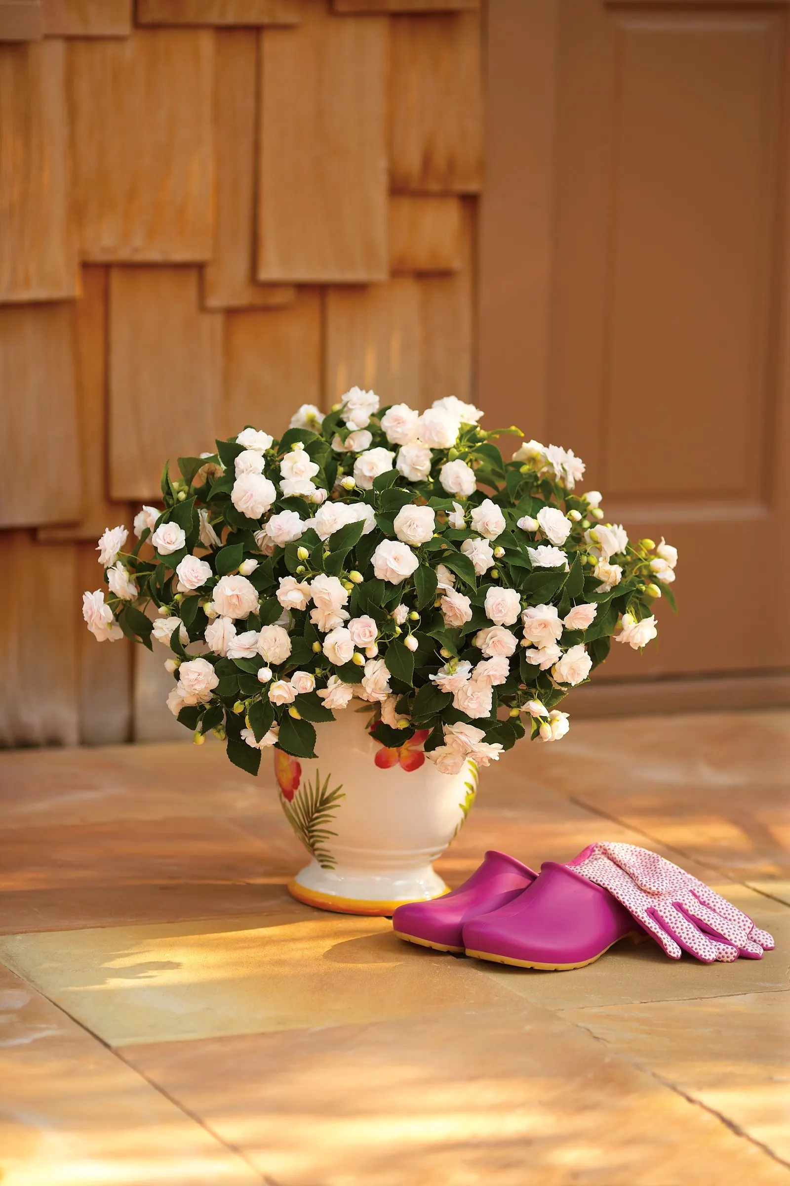 White II Double Impatiens (Impatiens walleriana) — information and resources