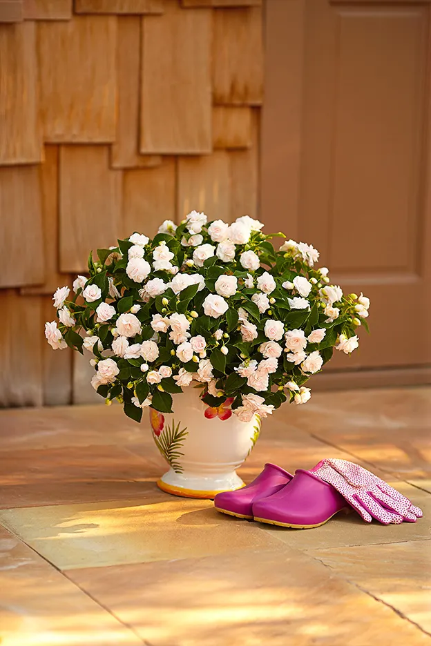 White II Double Impatiens (Impatiens walleriana) — Proven Winners - Rockapulco® White II - Double Impatiens - Impatiens walleriana white plant details