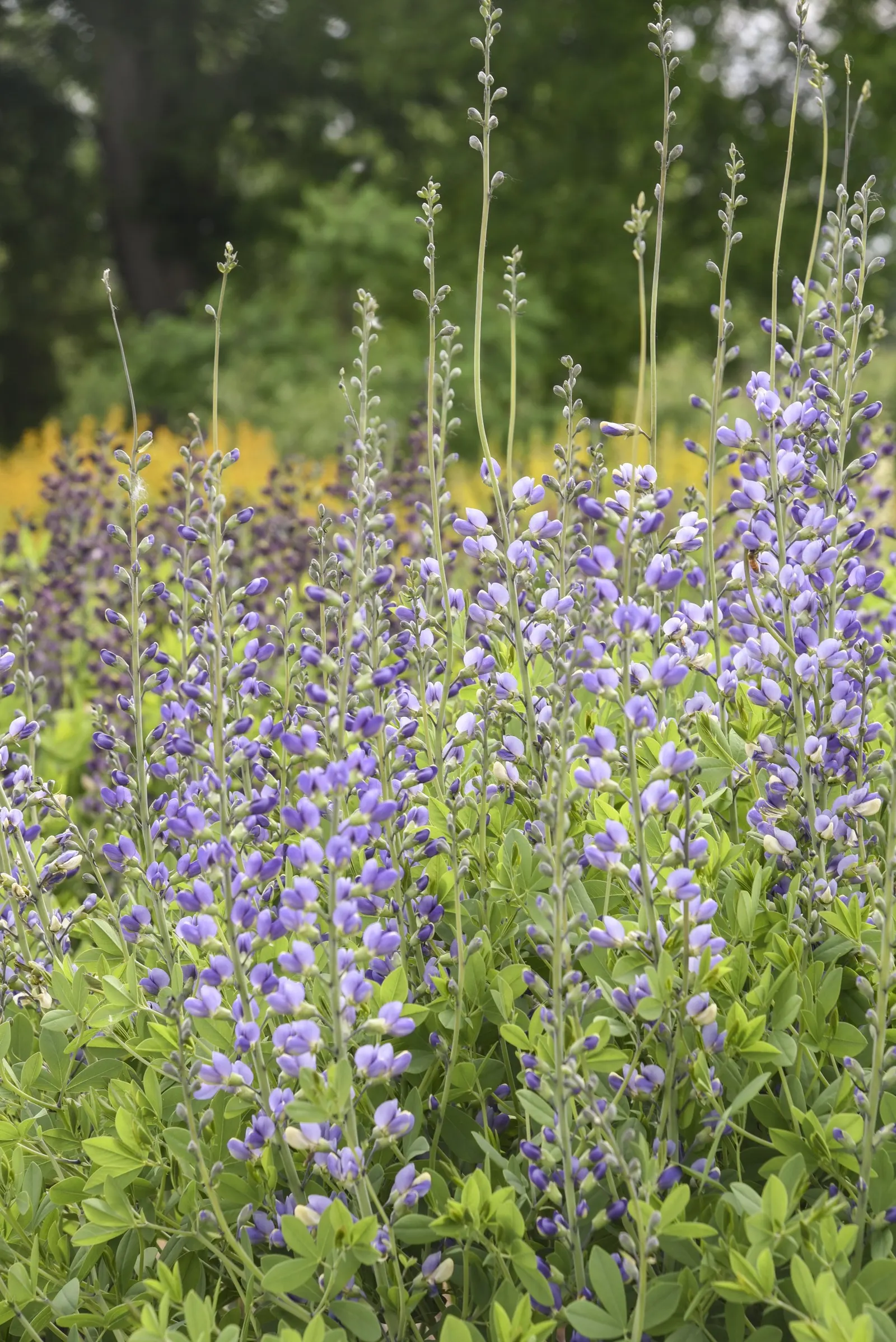 Deluxe 'Blue Bubbly' False Indigo (Baptisia hybrid) — or Baptisia hybrid Deluxe 'Blue Bubbly'