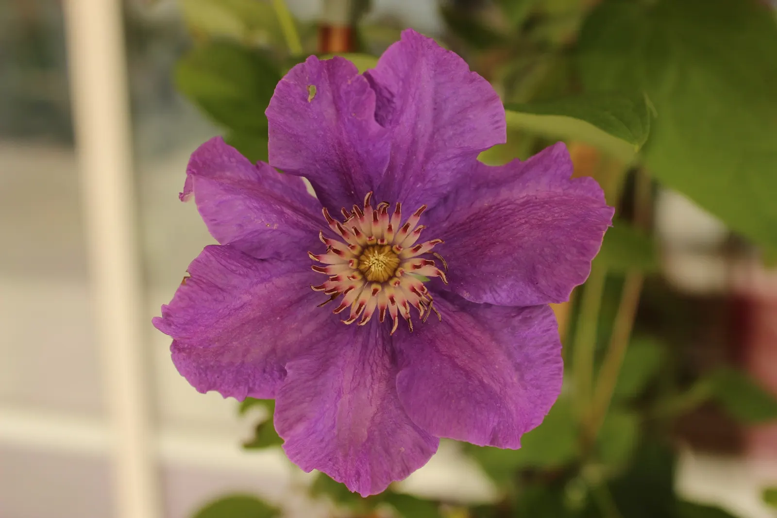 Brother Stefan® Clematis — The Clematis is a deciduous climbing vine sold as Brother Stefan® Clematis