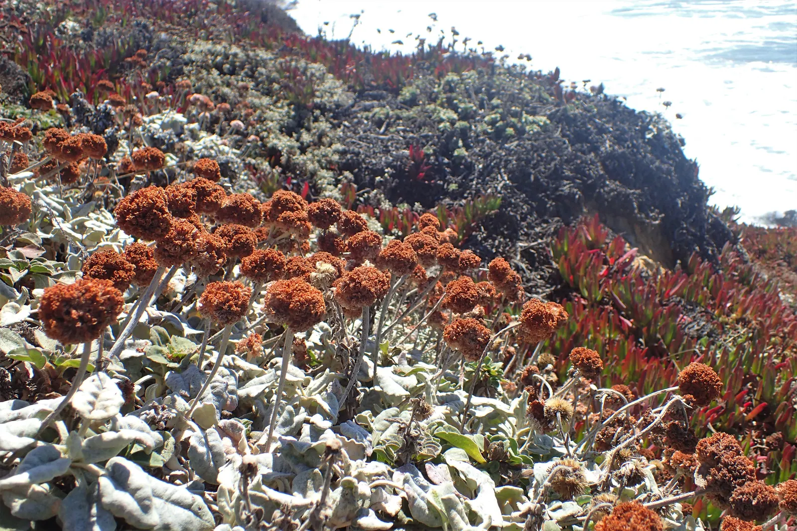 Seaside Buckwheat (Eriogonum latifolium) — as the plant comes alive with clusters of tiny
