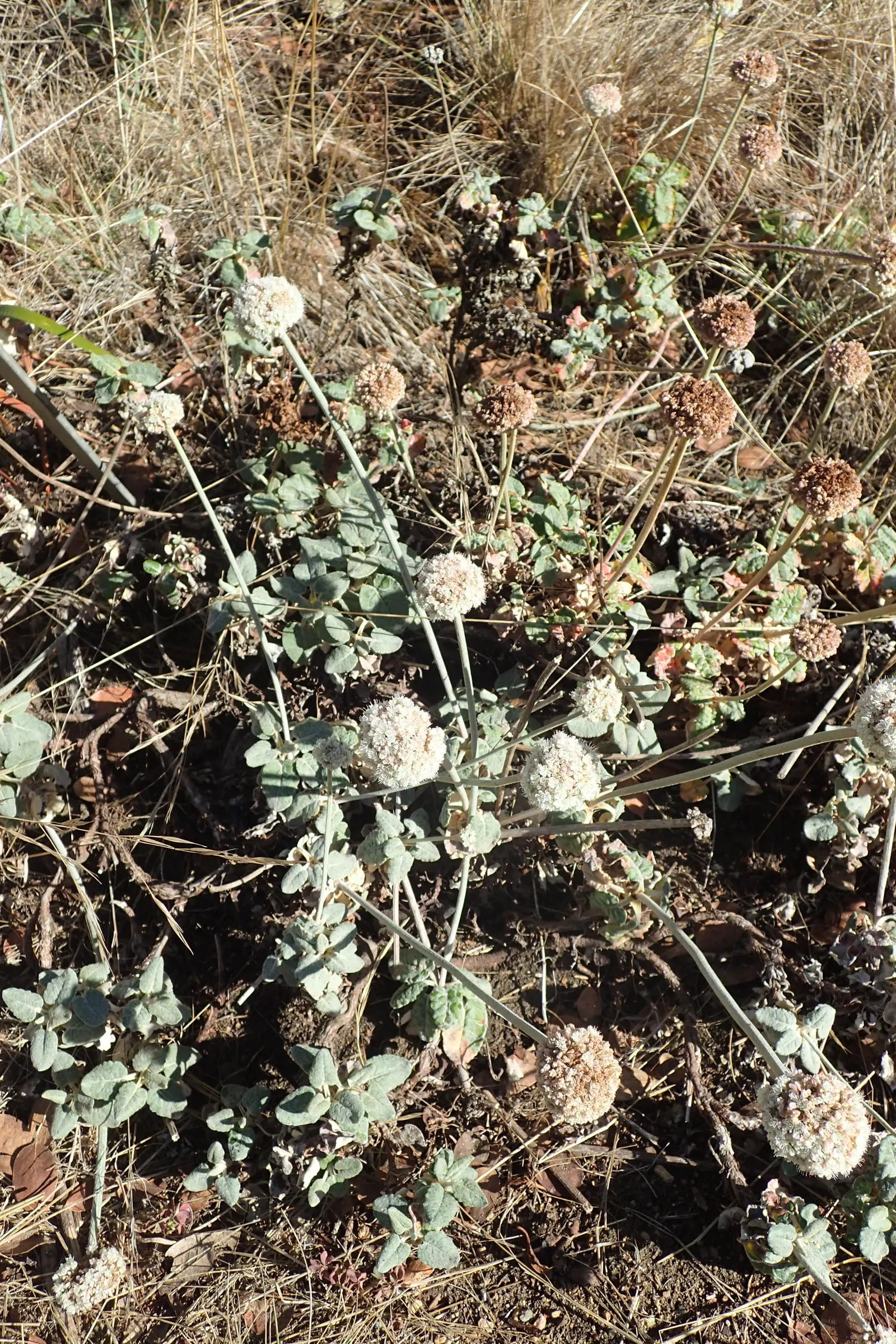 Seaside Buckwheat (Eriogonum latifolium) — epitomizing low-maintenance gardening and lending a touch of wild