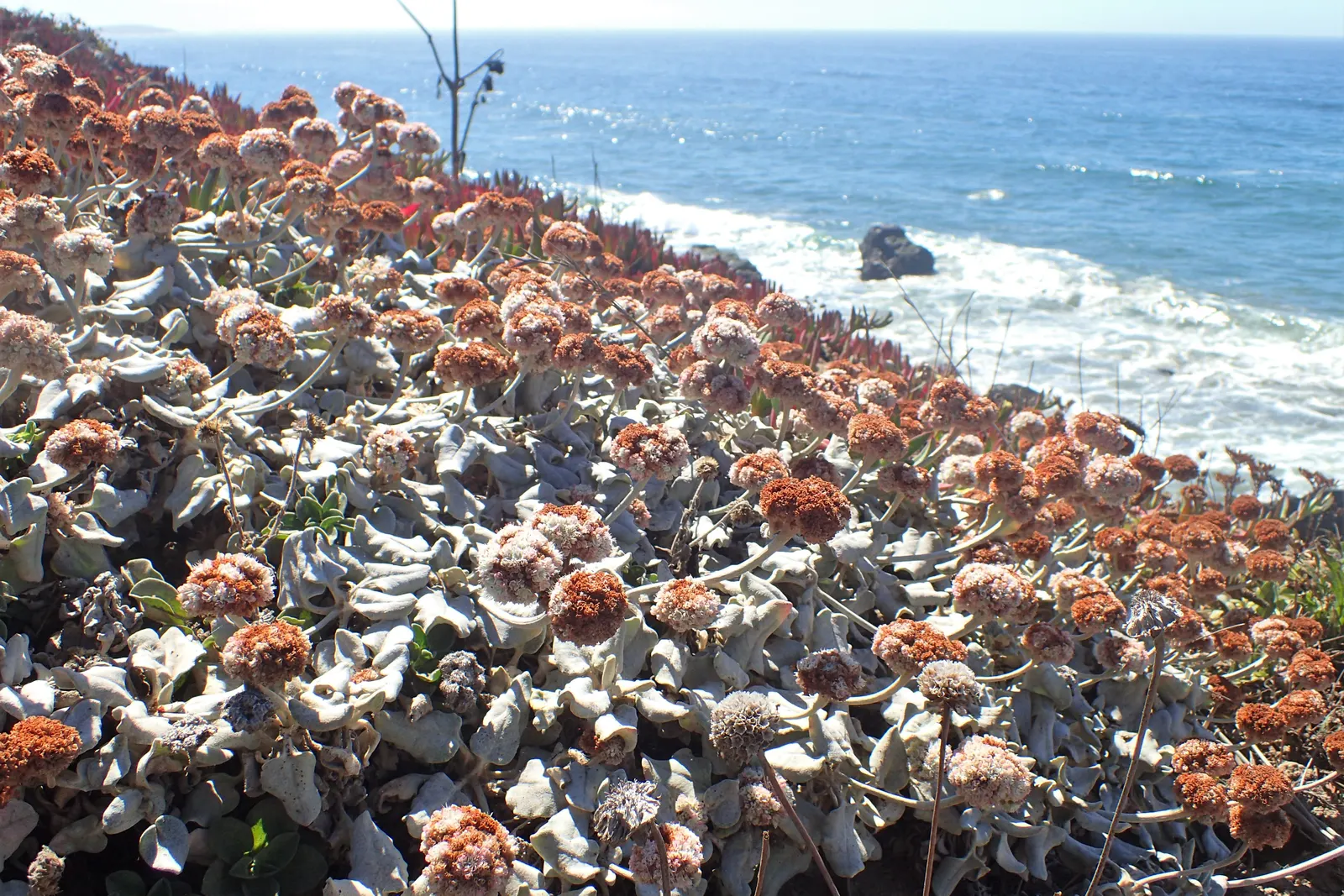 Seaside Buckwheat (Eriogonum latifolium) — rendering it ideal for seaside environments.<br><br>Spring and summer usher in an impressive display of color