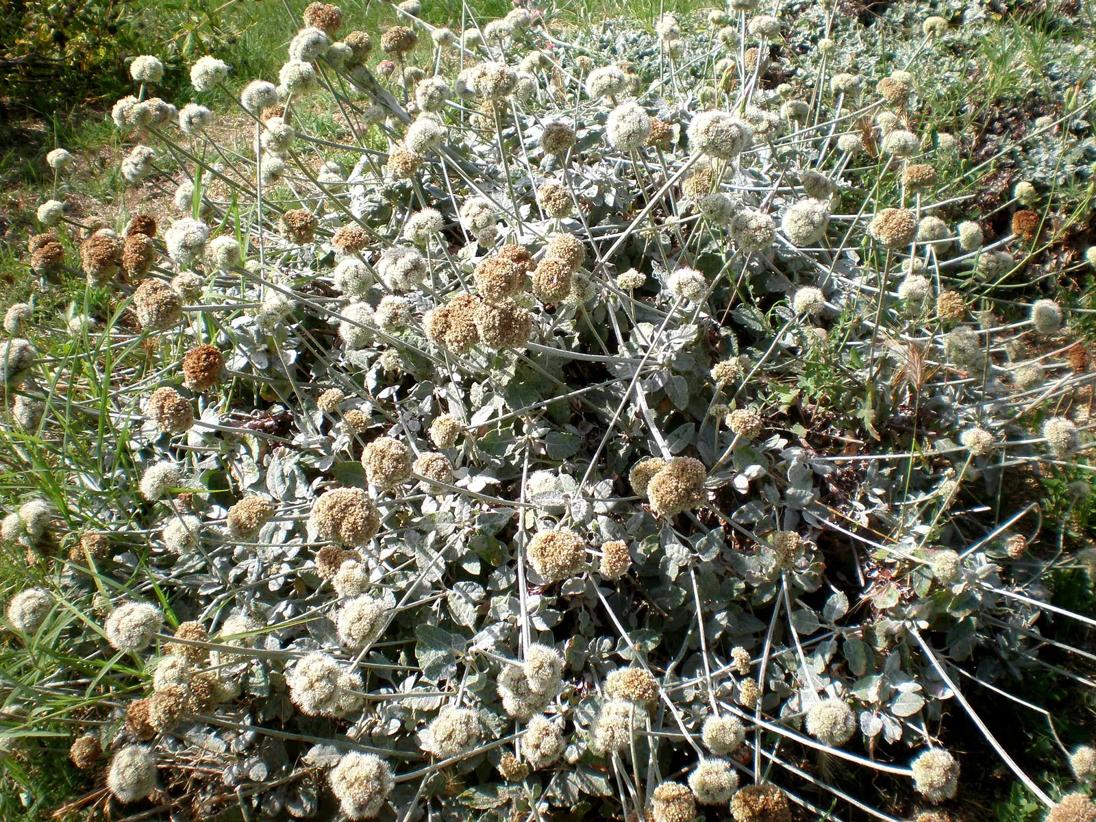 Seaside Buckwheat (Eriogonum latifolium) — is a captivating native perennial that brings a rugged