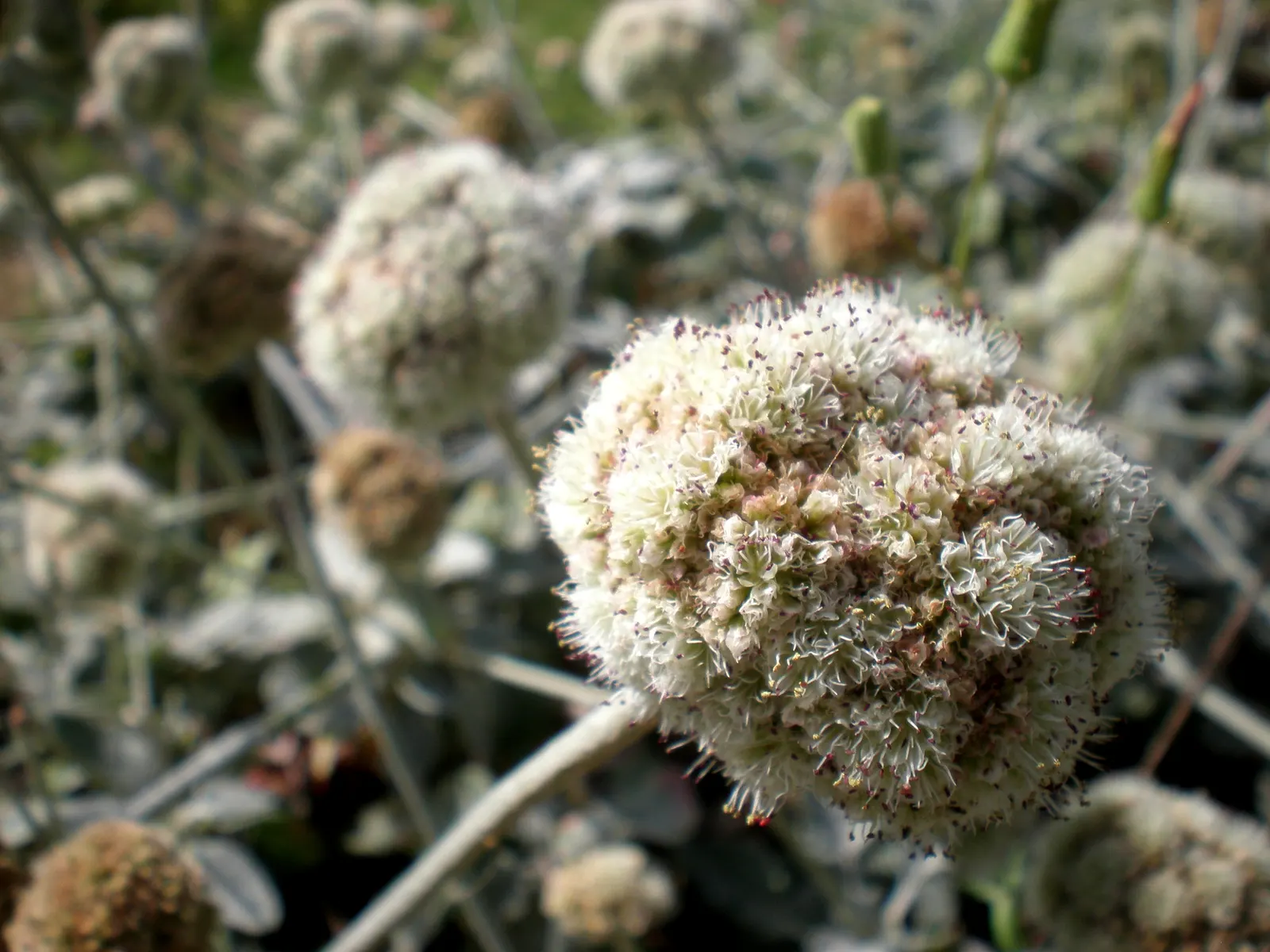 Seaside Buckwheat (Eriogonum latifolium) — salt-spray resilient plant attracts beneficial pollinators while requiring minimal maintenance