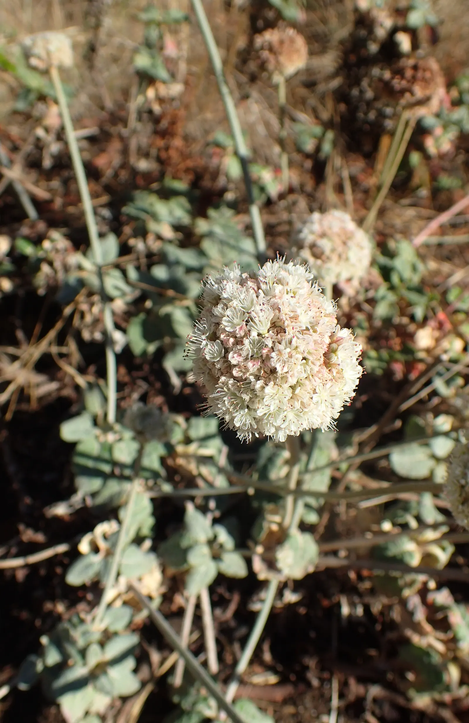 Seaside Buckwheat (Eriogonum latifolium) — typically reaching 1 to 3 feet in height and stretching up to 3 to 4 feet in width