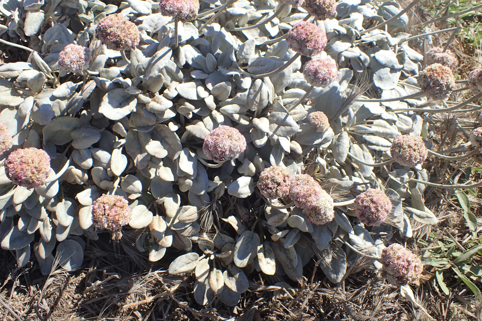 Seaside Buckwheat (Eriogonum latifolium) — which in turn support local ecosystems.<br><br>When incorporating Seaside Buckwheat into a landscape design