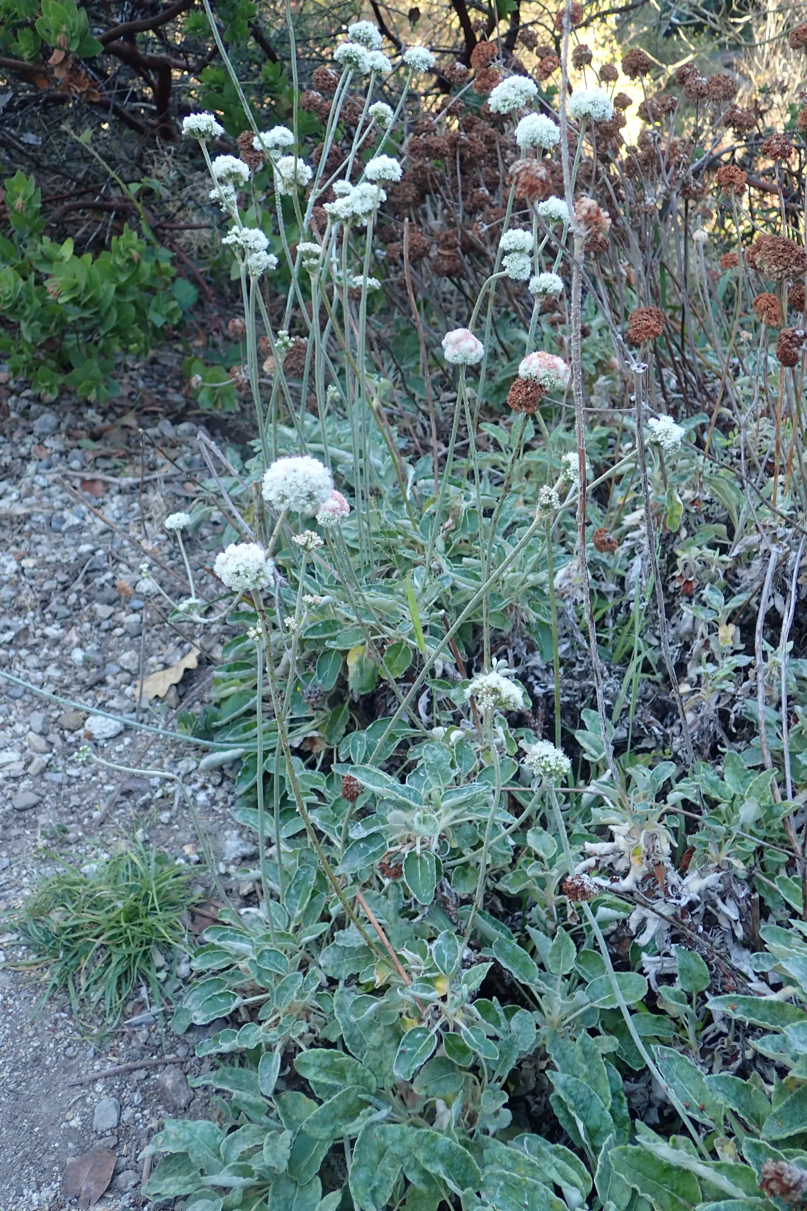 Seaside Buckwheat (Eriogonum latifolium) — This species requires minimal irrigation once established