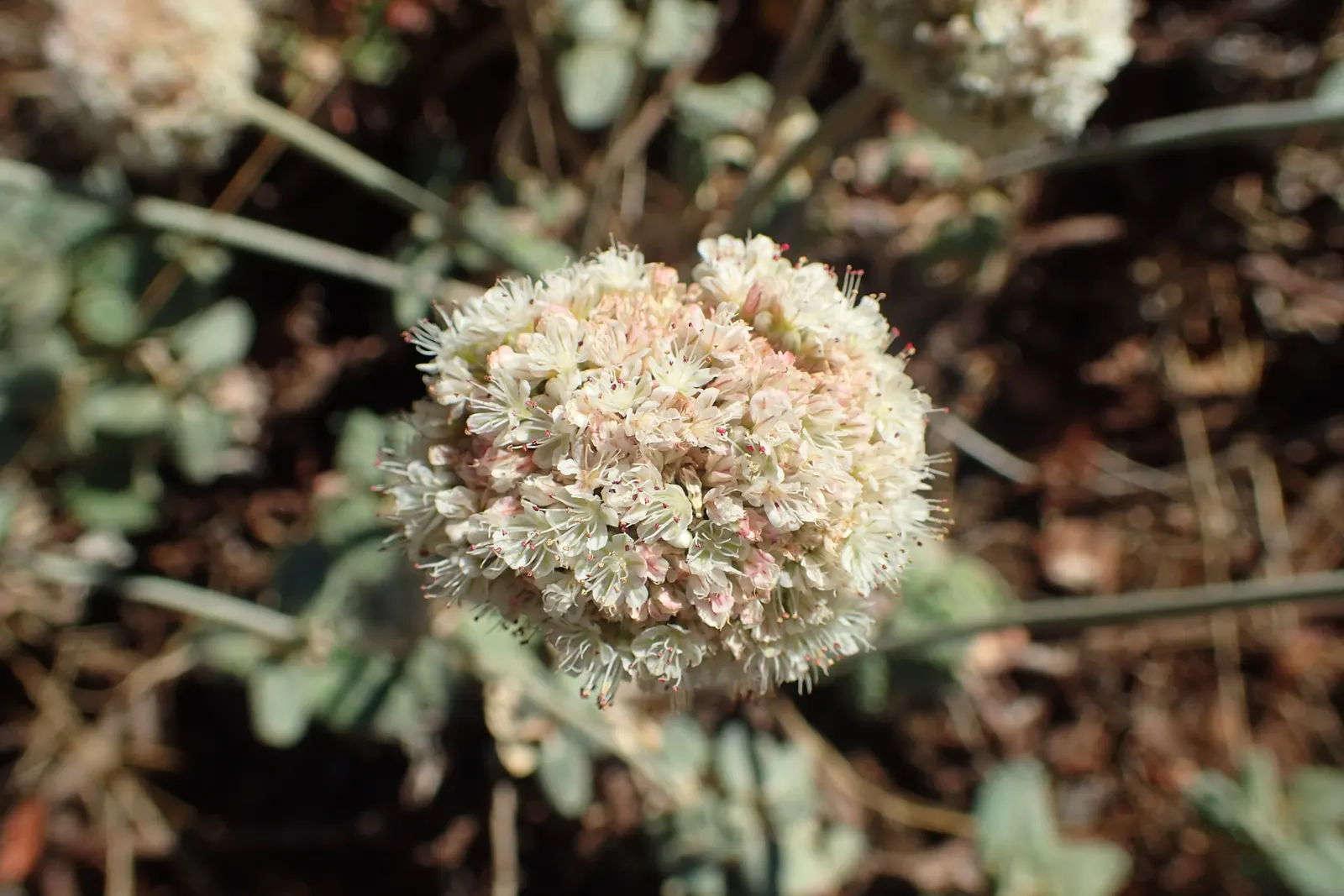 Seaside Buckwheat (Eriogonum latifolium) — This plant thrives in USDA zones 8 through 10, preferring the mild conditions found along the Pacific coast