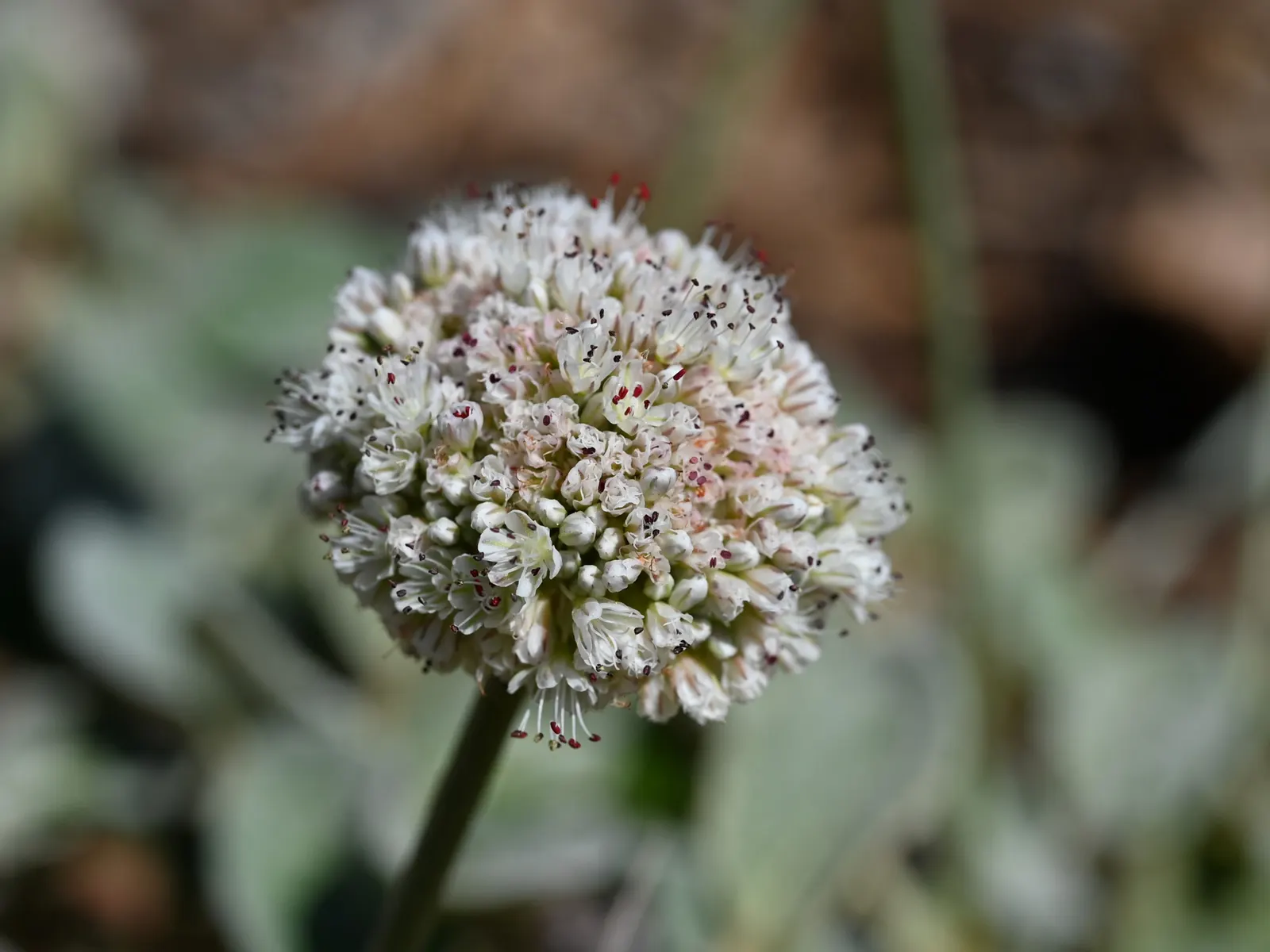 Seaside Buckwheat (Eriogonum latifolium) — Seaside Buckwheat (Eriogonum latifolium) is a perennial California native, thriving in zones 7-10
