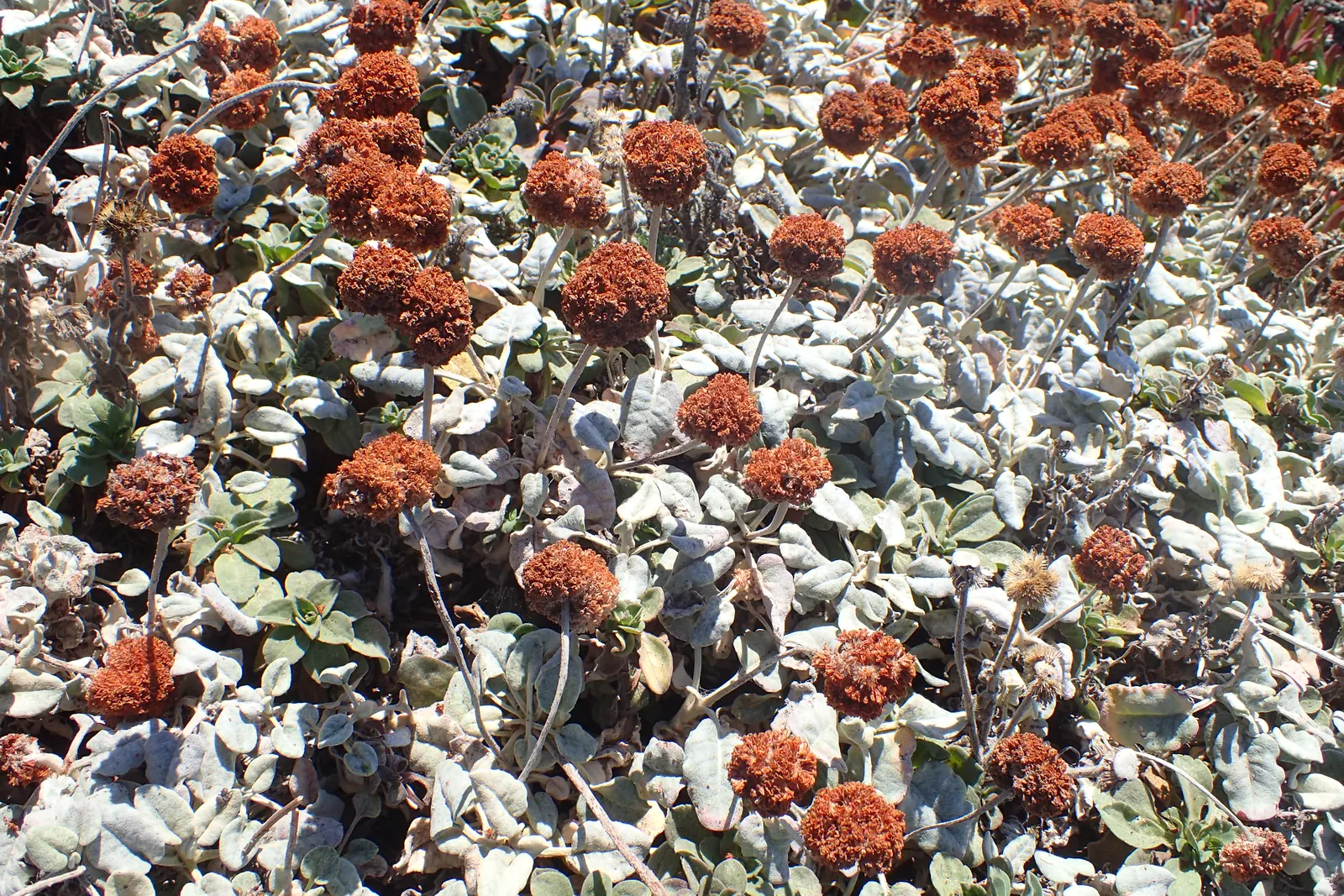 Seaside Buckwheat (Eriogonum latifolium) — pink and white flowers in the garden