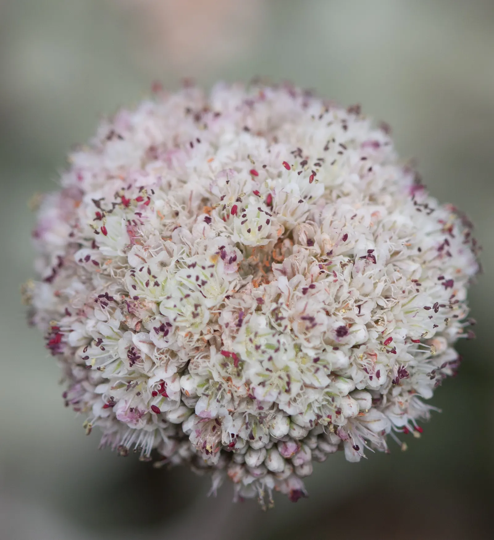 Seaside Buckwheat (Eriogonum latifolium) — dense mound 1-3 ft high and 1-3 ft wide; typically reaching 1 to 3 feet in height and stretching up to 3 to 4 feet