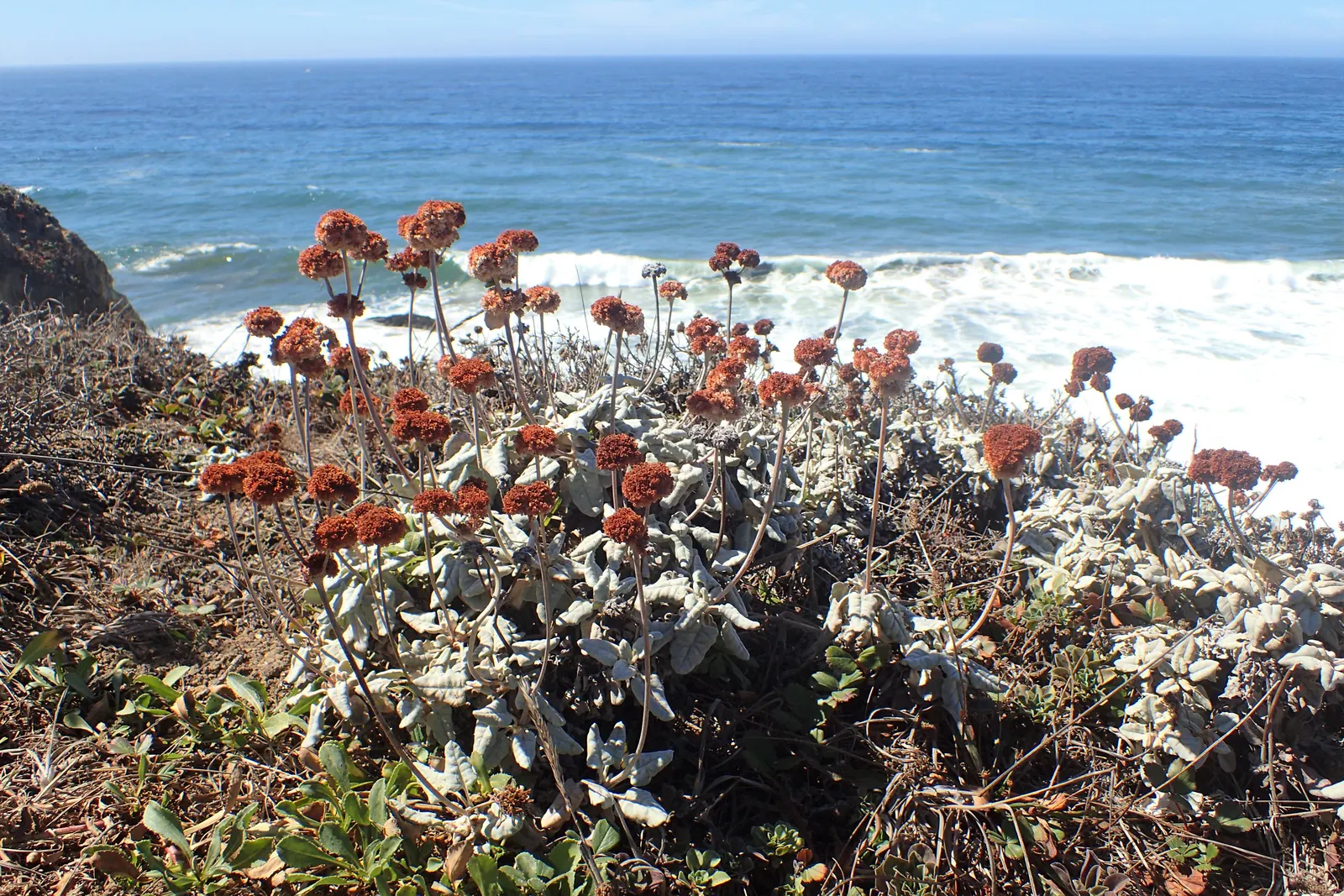 Seaside Buckwheat (Eriogonum latifolium) — Seaside Buckwheat (Eriogonum latifolium) is a perennial California native, thriving in zones 7-10; salt-spray