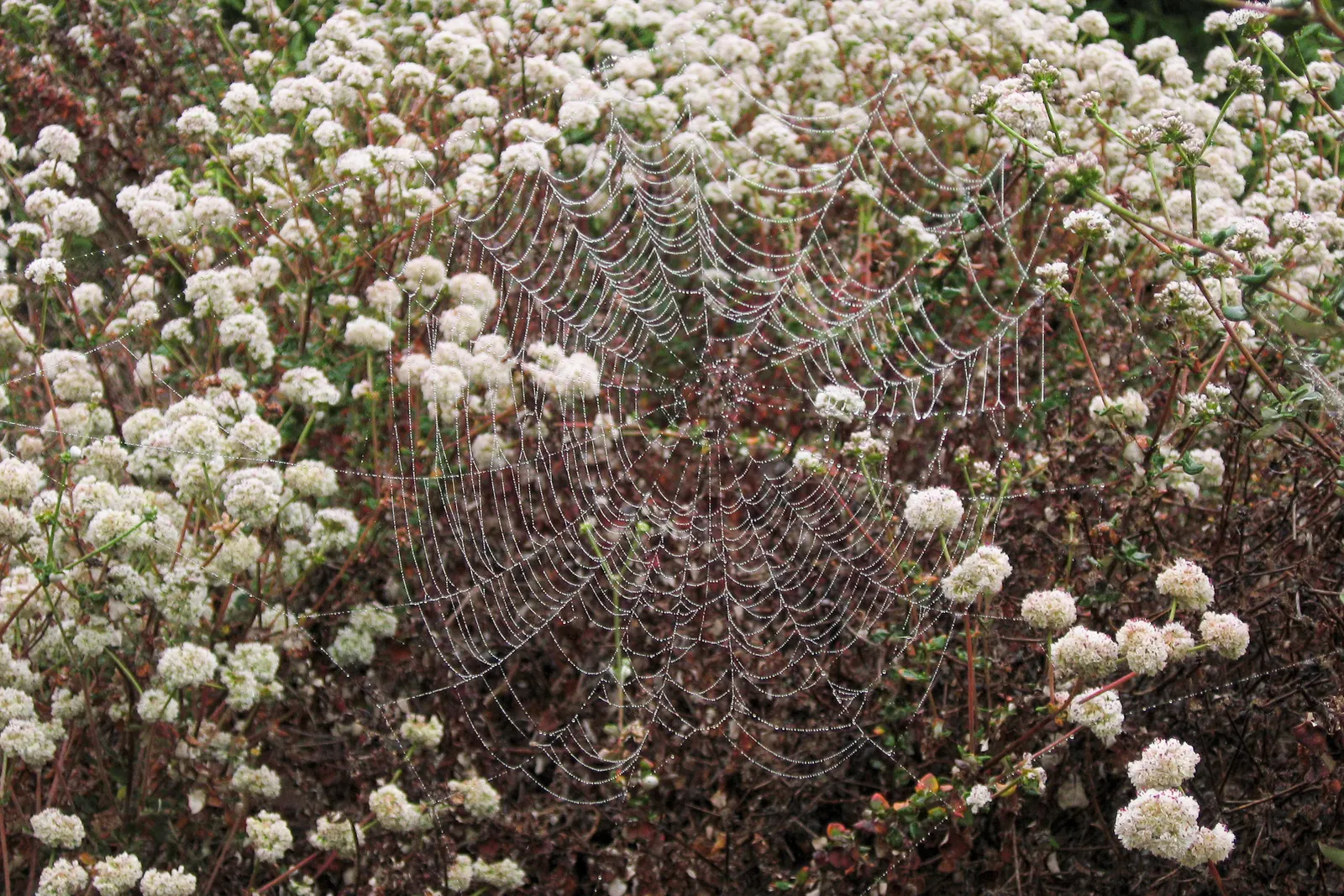 Seaside Buckwheat (Eriogonum latifolium) — ground cover / shrub for full