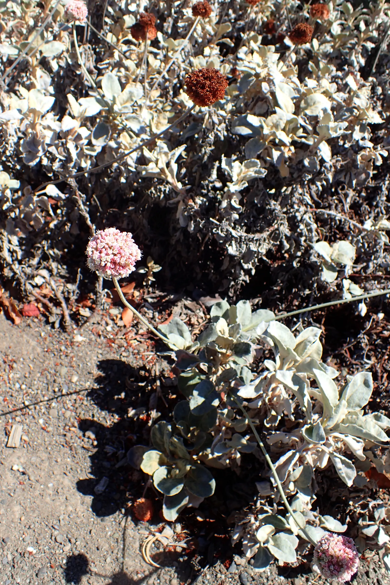 Seaside Buckwheat (Eriogonum latifolium) — consider its full-grown size and its preference for full sun exposure