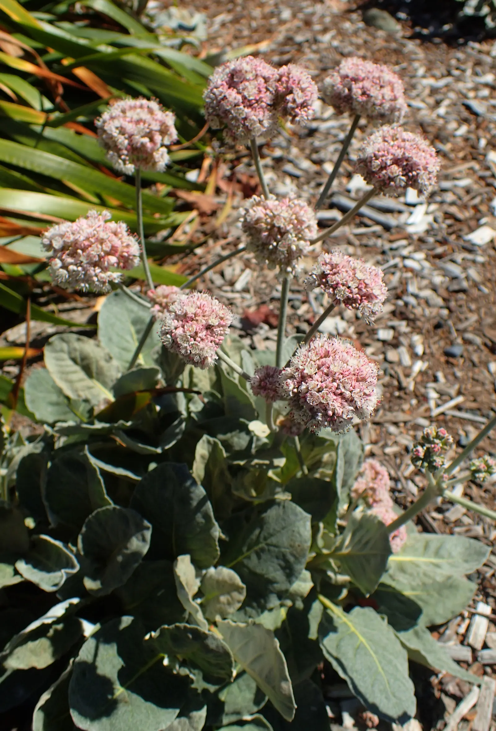 Seaside Buckwheat (Eriogonum latifolium) — providing a stark contrast to traditional greenery