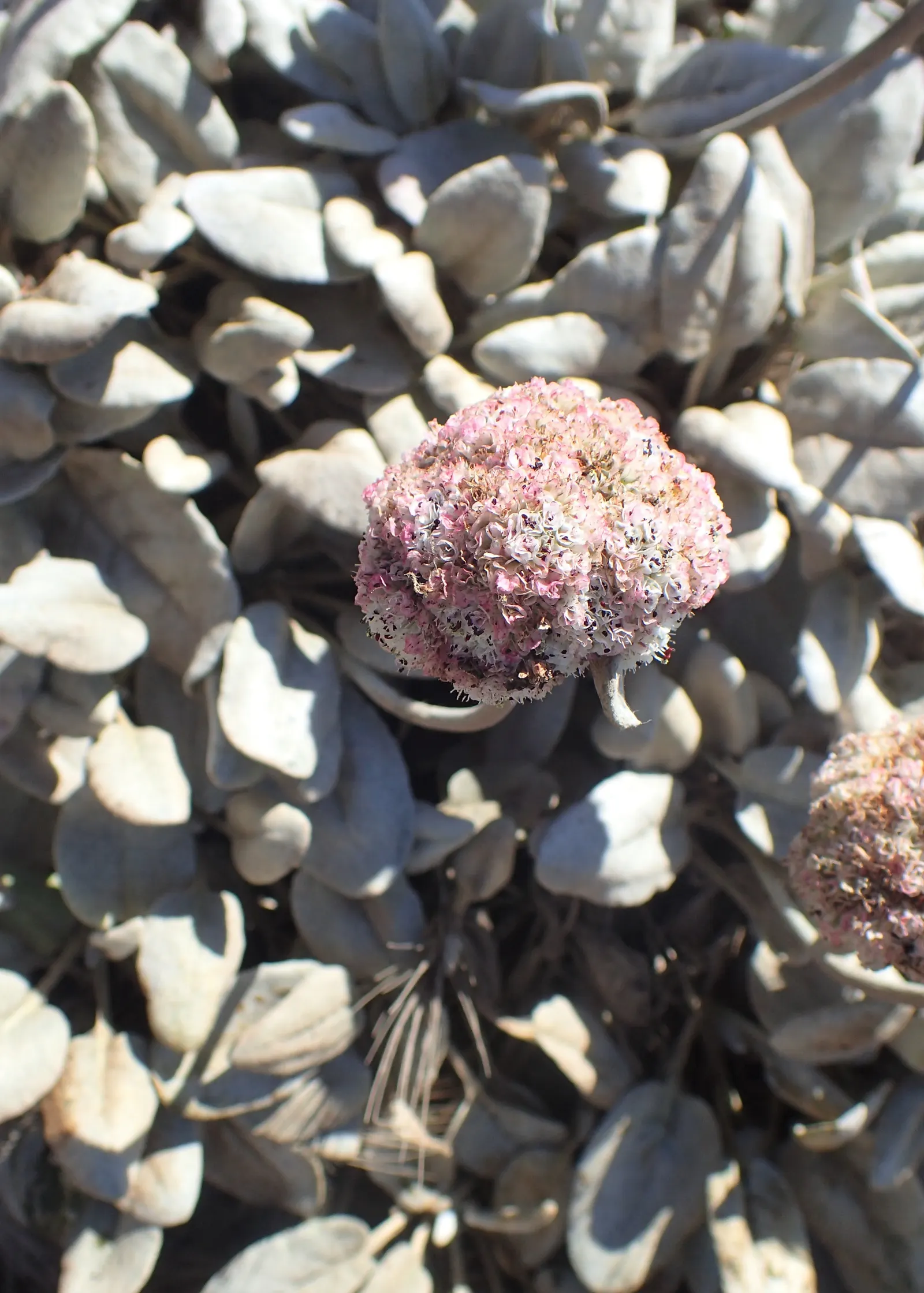 Seaside Buckwheat (Eriogonum latifolium) — Ranging from a deep magenta to soft pink