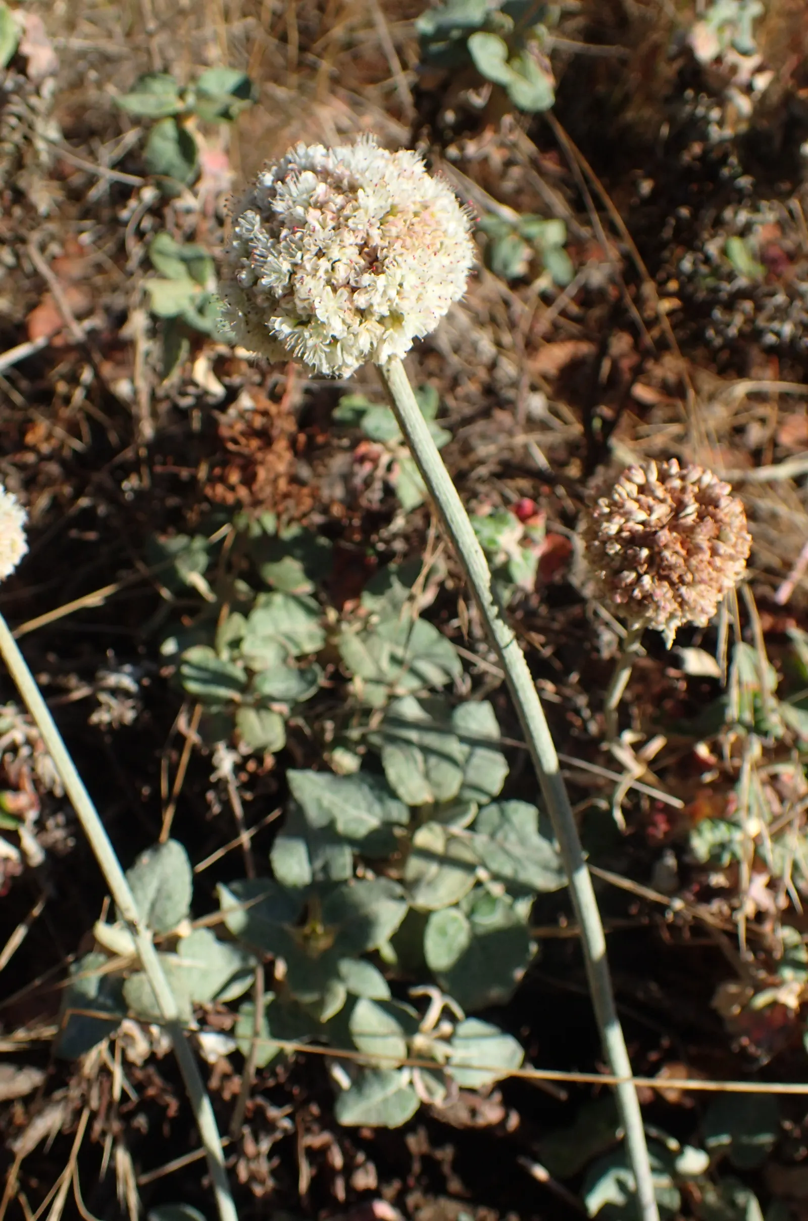 Seaside Buckwheat (Eriogonum latifolium) — the blooms can reach diameters of up to 2 inches and are a haven for pollinators such as butterflies and bees