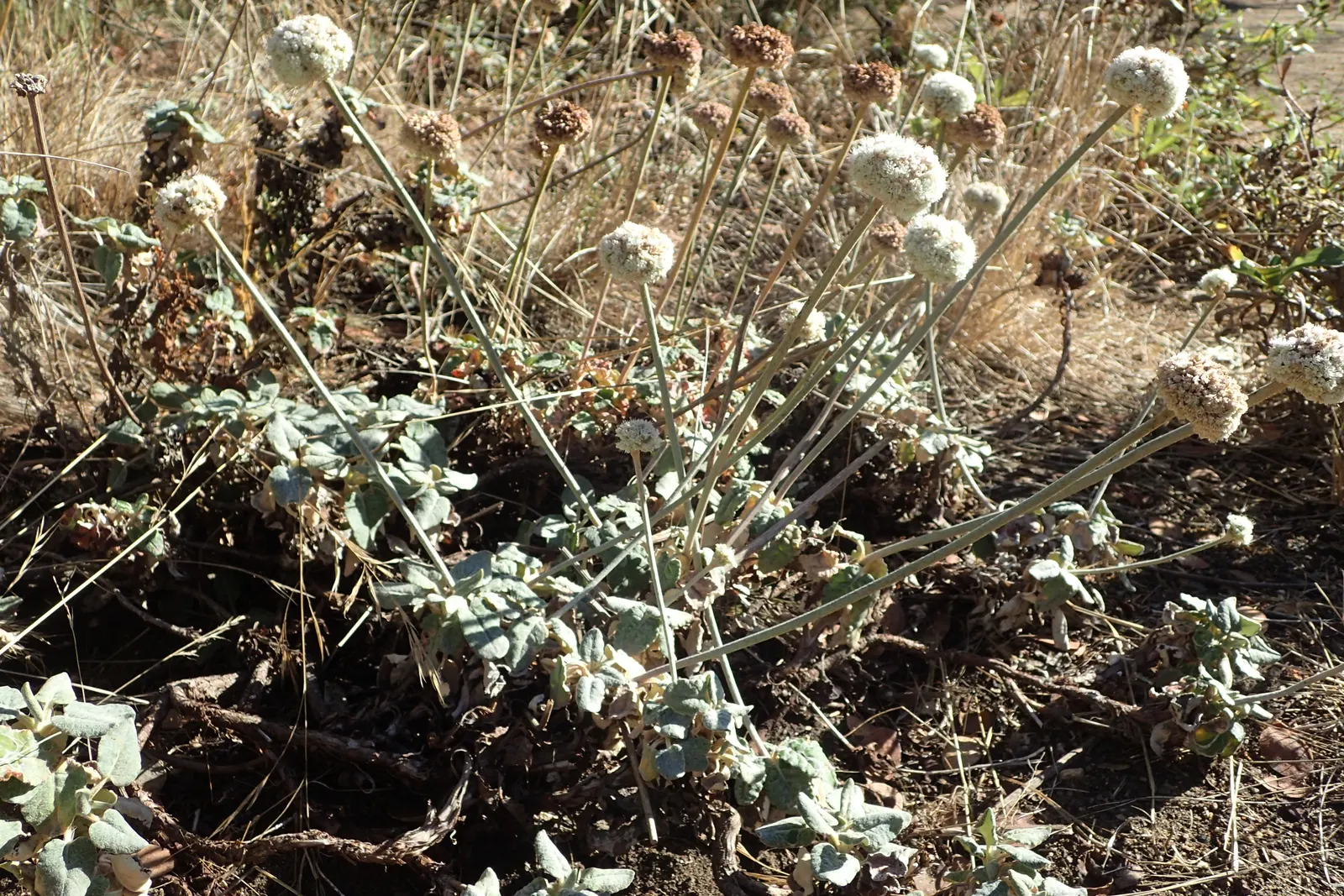 Seaside Buckwheat (Eriogonum latifolium) — The Seaside Buckwheat boasts a low