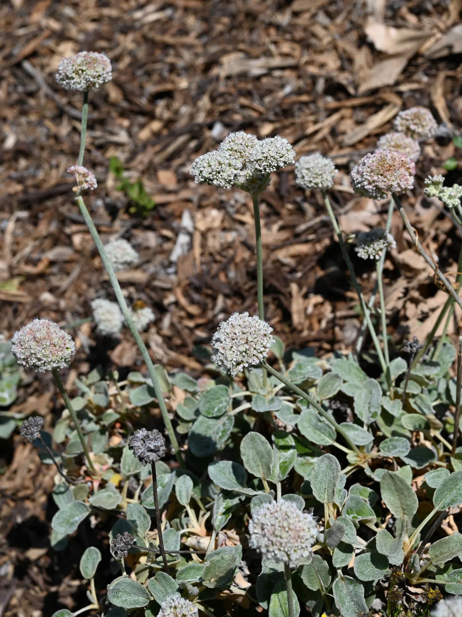 Seaside Buckwheat (Eriogonum latifolium) — with spoon-shaped leaves and delicate white-to-pink flower clusters that bloom in summer
