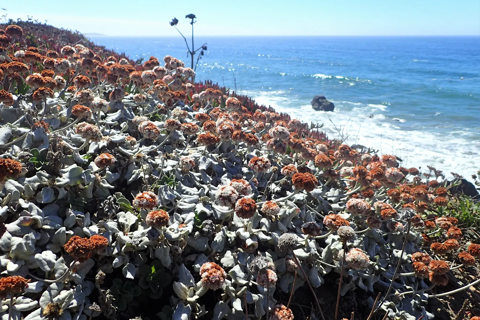 Seaside Buckwheat (Eriogonum latifolium) — coastal charm to any landscape