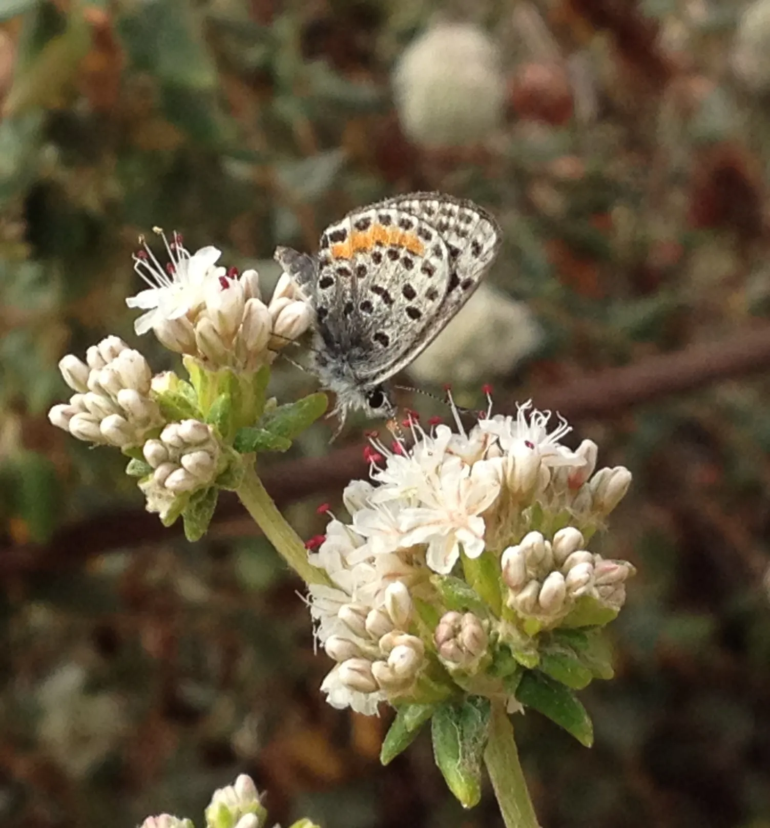 Seaside Buckwheat (Eriogonum latifolium) — spoon-shaped leaves that exhibit a grayish-green hue