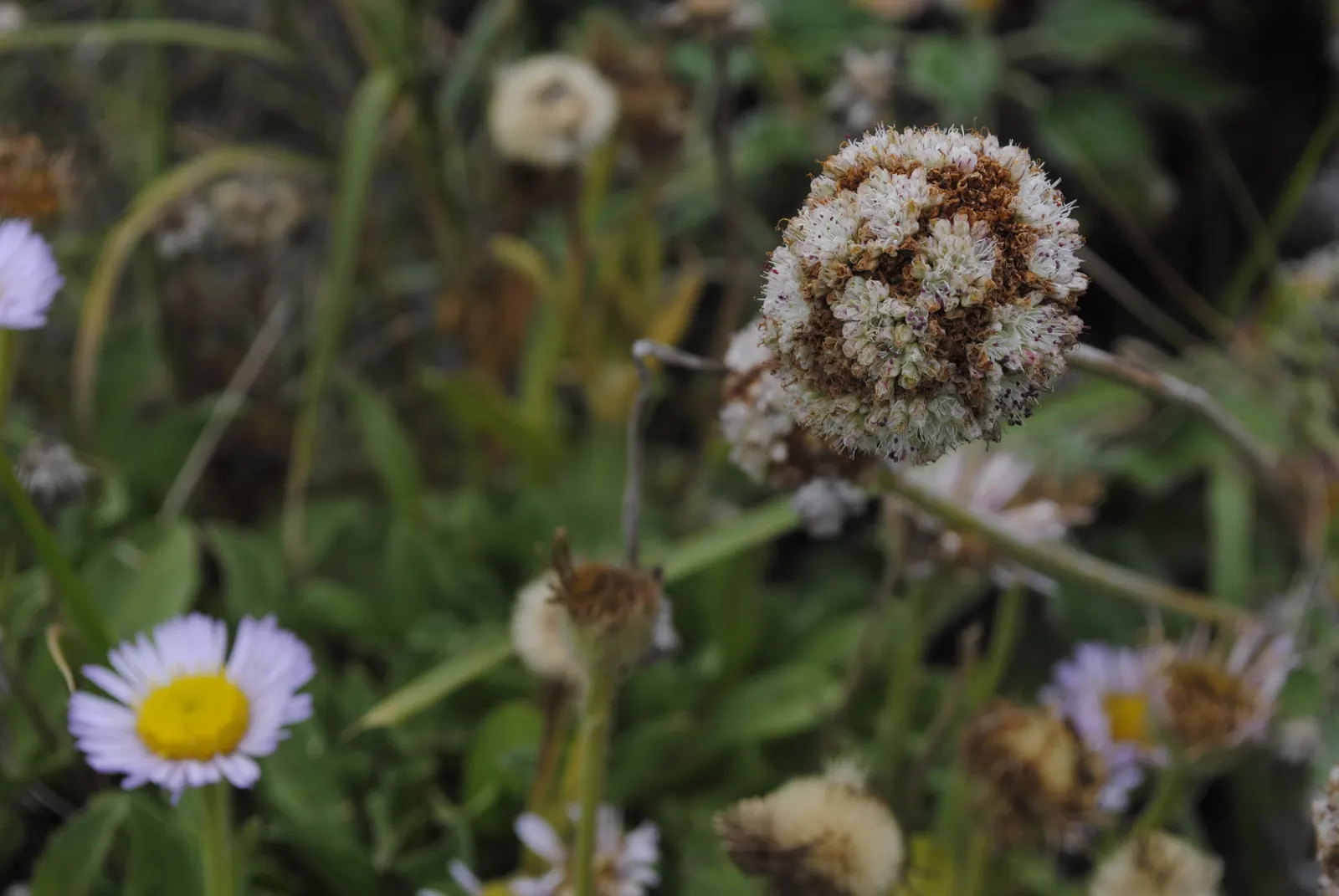 Seaside Buckwheat (Eriogonum latifolium) — dense mound 1-3 ft high and 1-3 ft wide