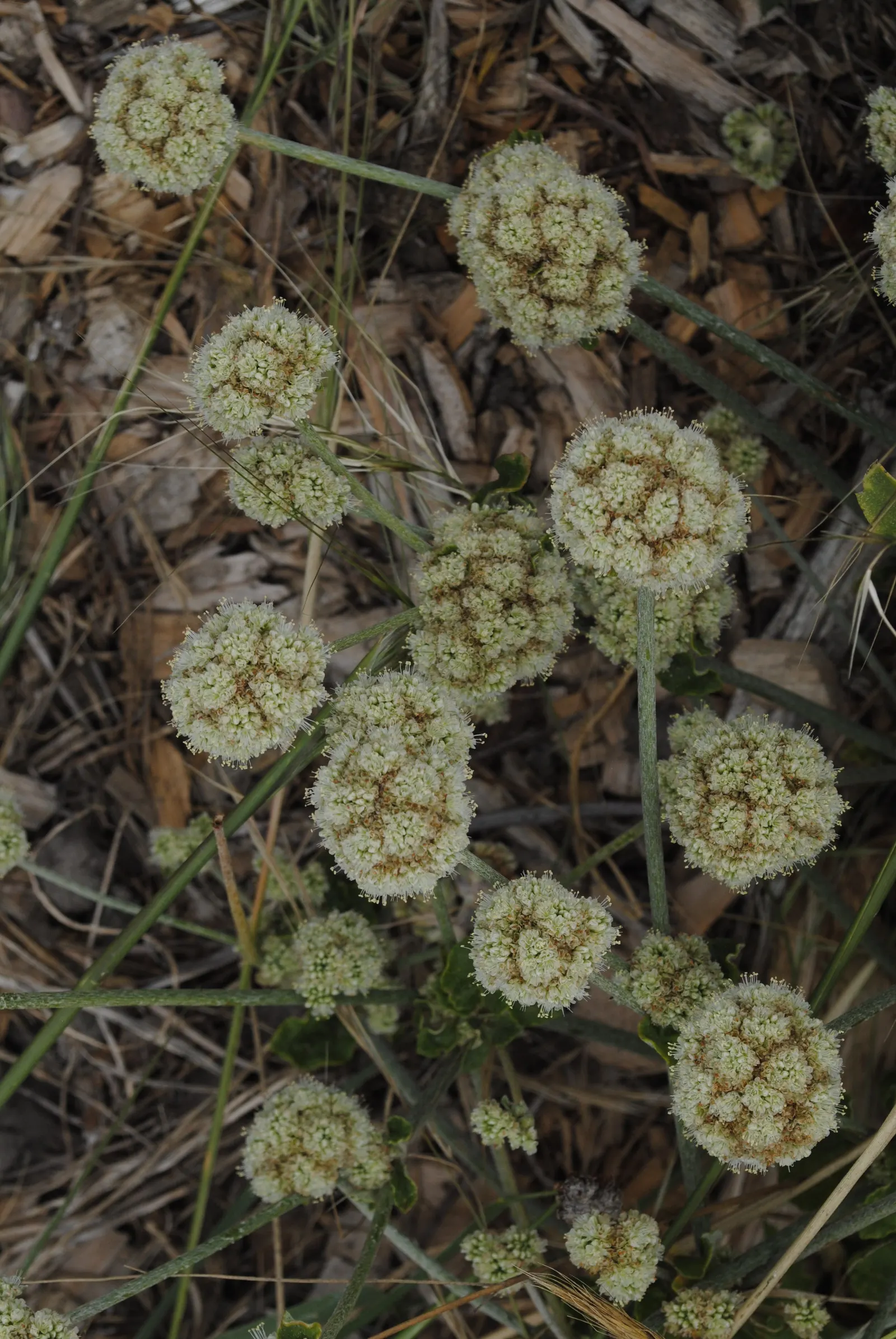 Seaside Buckwheat (Eriogonum latifolium) — commonly known as Seaside Buckwheat