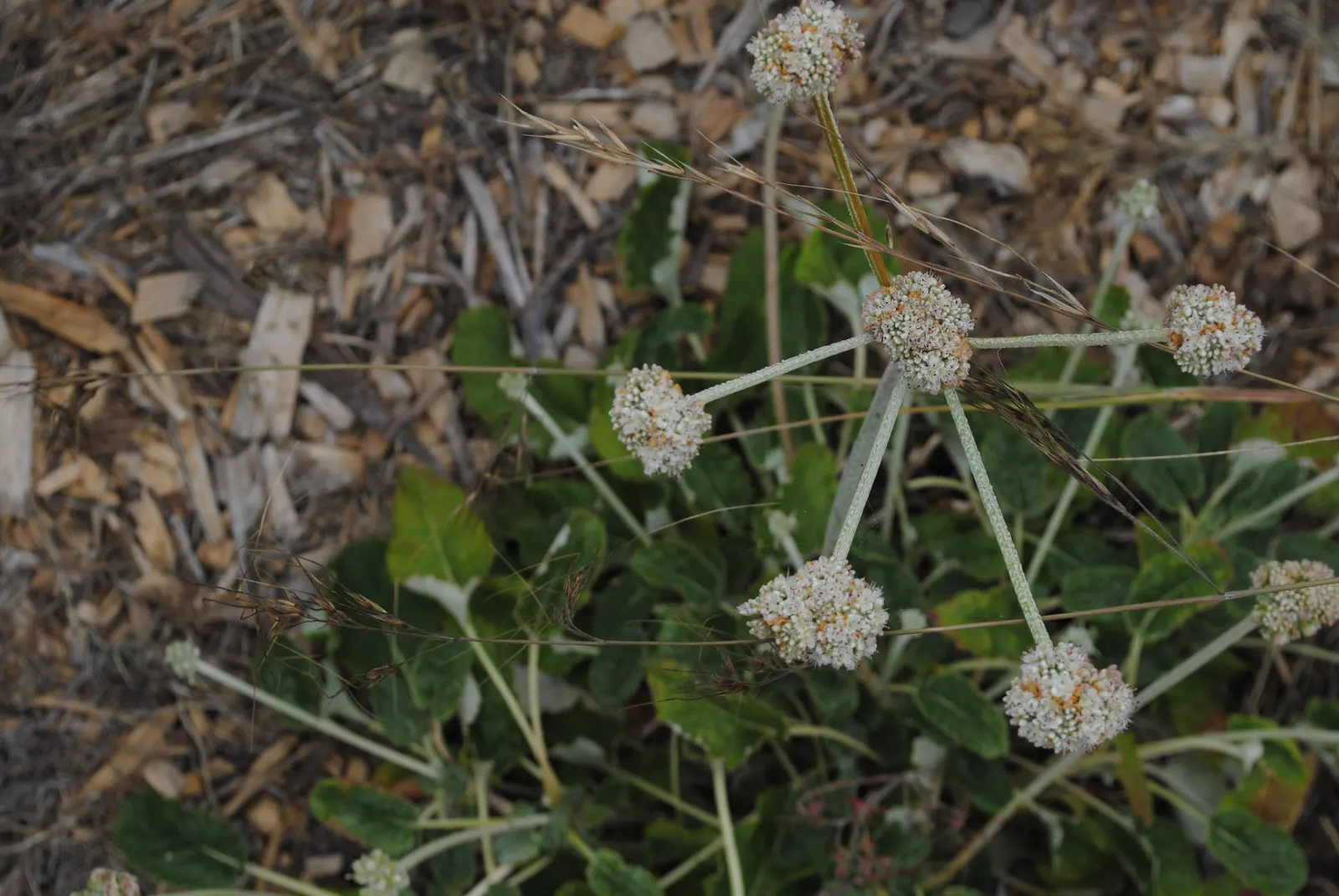 Seaside Buckwheat (Eriogonum latifolium) — Ideal for coastal landscapes, it adds year-round interest and erosion control with its evergreen foliage