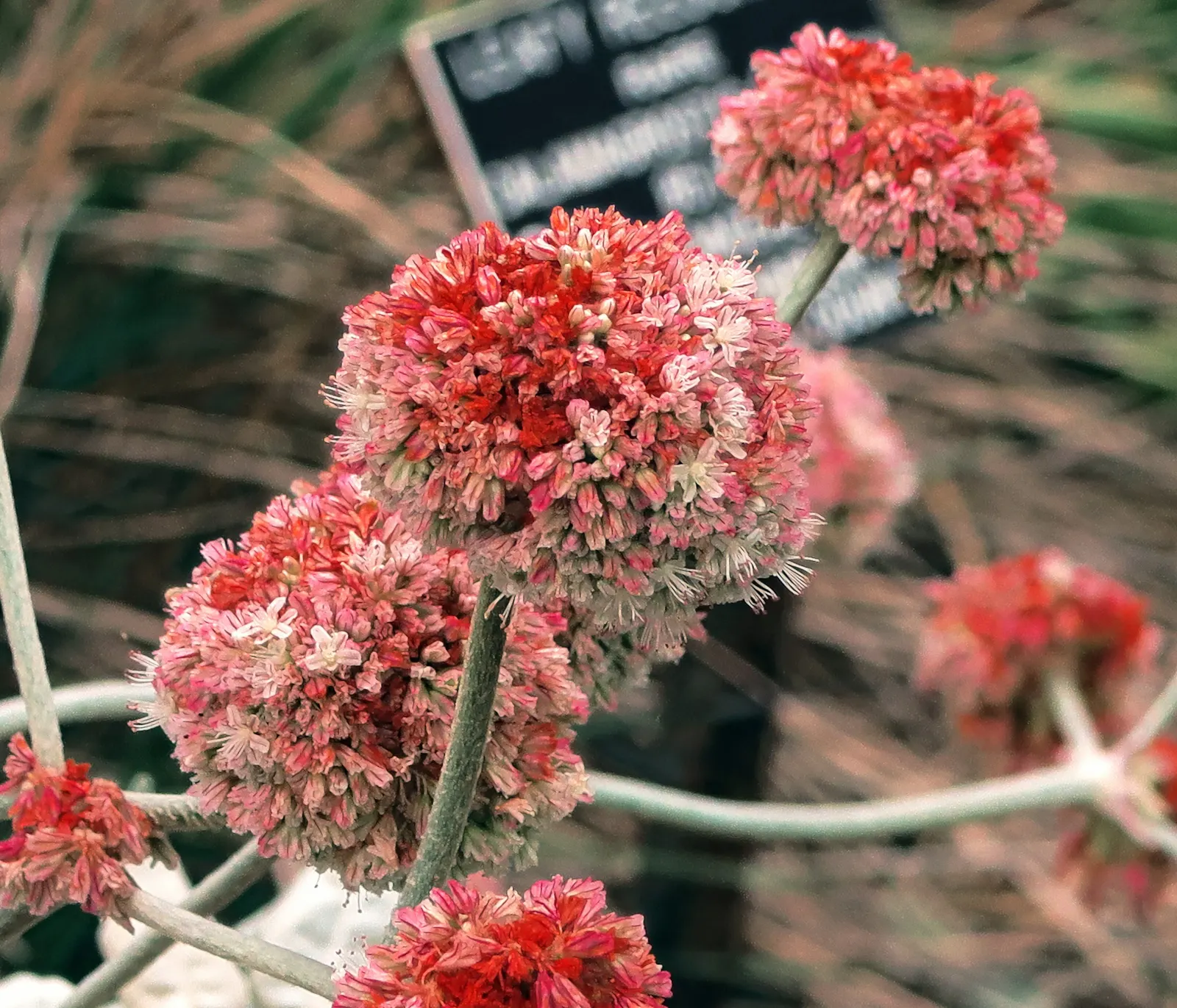 Seaside Buckwheat (Eriogonum latifolium) — natural beauty to coastal-inspired landscape designs