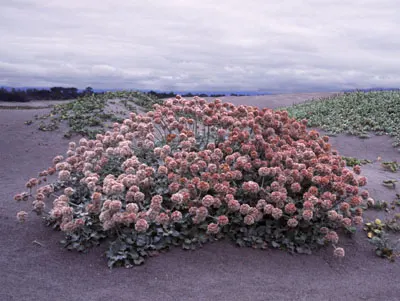 Seaside Buckwheat (Eriogonum latifolium) — Its resilient nature allows it to endure in well-draining soils and tolerate salt spray