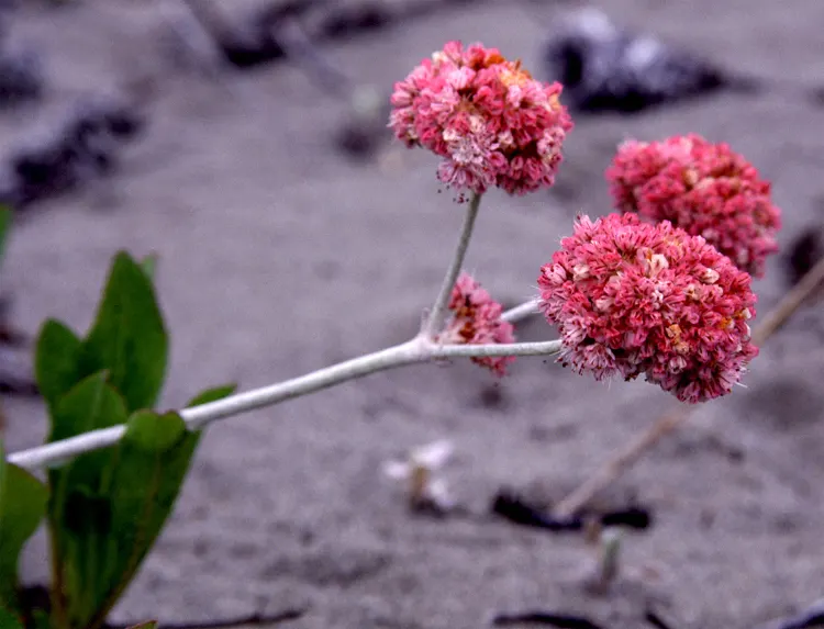 Seaside Buckwheat (Eriogonum latifolium) — ground cover / shrub with pink and white blooms