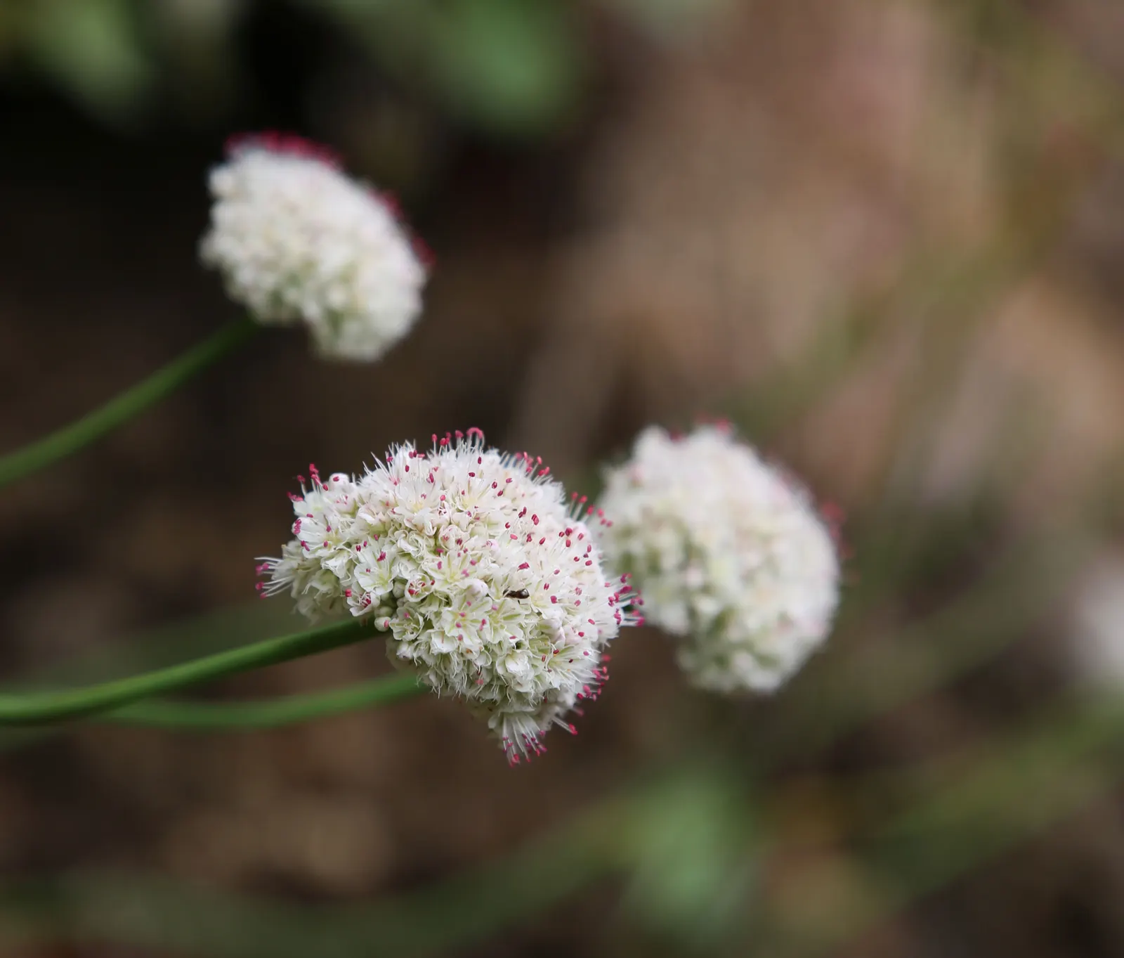 Seaside Buckwheat (Eriogonum latifolium) — with spoon-shaped leaves and delicate white-to-pink flower clusters that bloom in summer; the blooms can reach