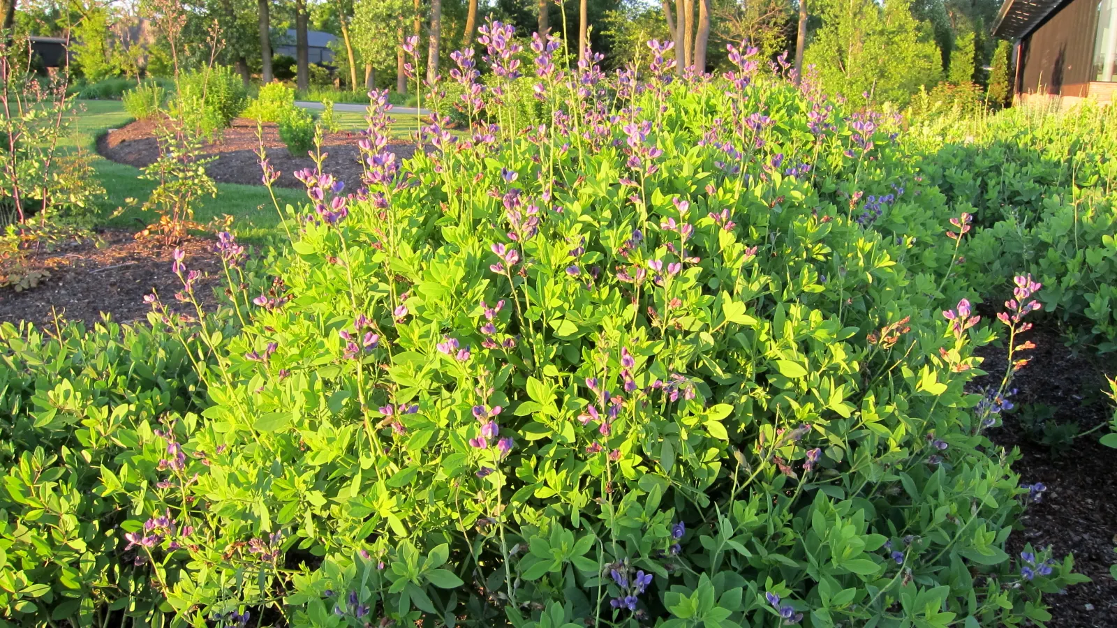 Blueberry Sundae False Indigo (Baptisia 'Blueberry Sundae') — deciduous perennial featuring vibrant indigo-blue flowers resembling pea blossoms