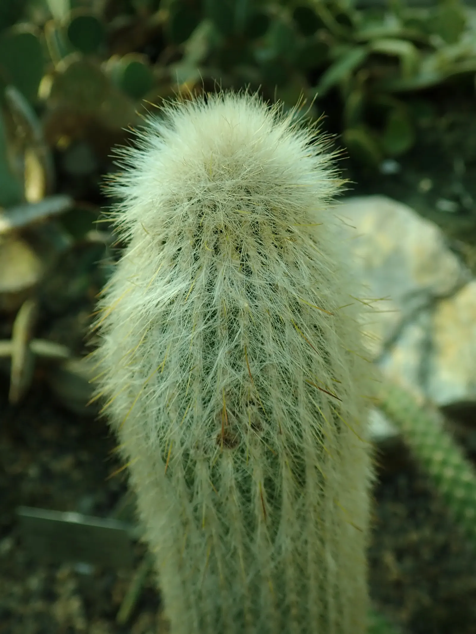 Silver Torch (Cleistocactus Strausii) — the Silver Torch reaches for the sky with its slender, image 35