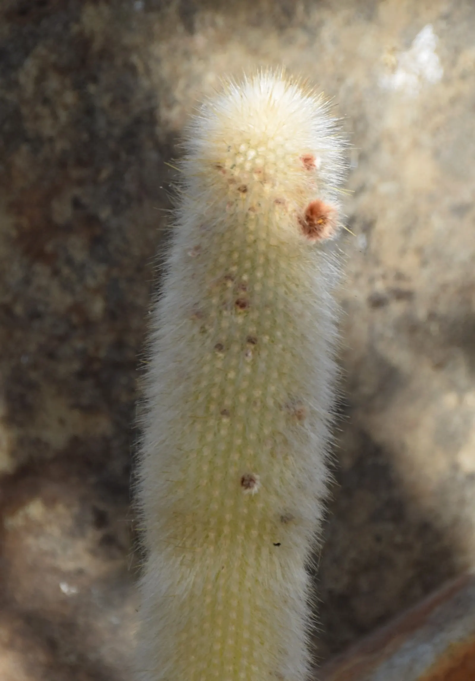 Silver Torch (Cleistocactus Strausii) — while each column measures around 2.5 to 3 inches in diameter; sporting multiple slender stems about 2.5 inches in