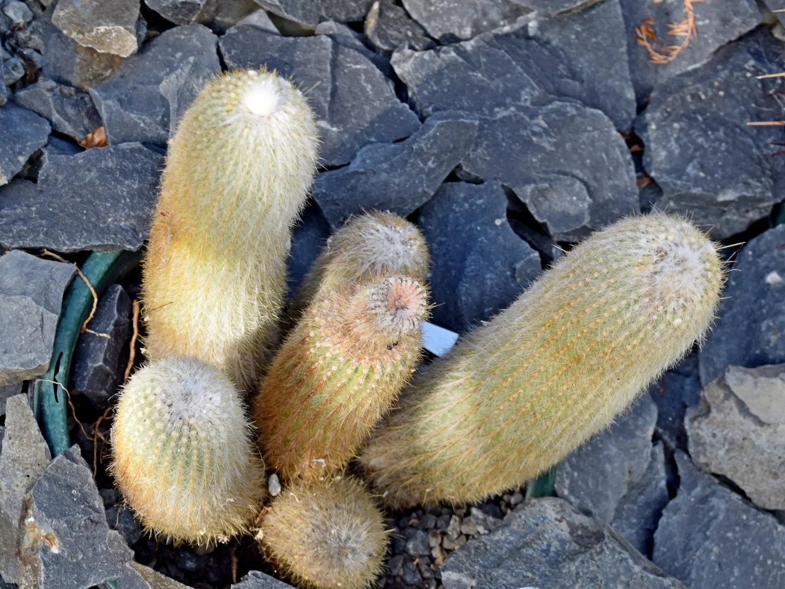 Silver Torch (Cleistocactus Strausii) — cactus for full; regularly remove any weeds and debris from its base, maintaining a tidy appearance and ensuring plant